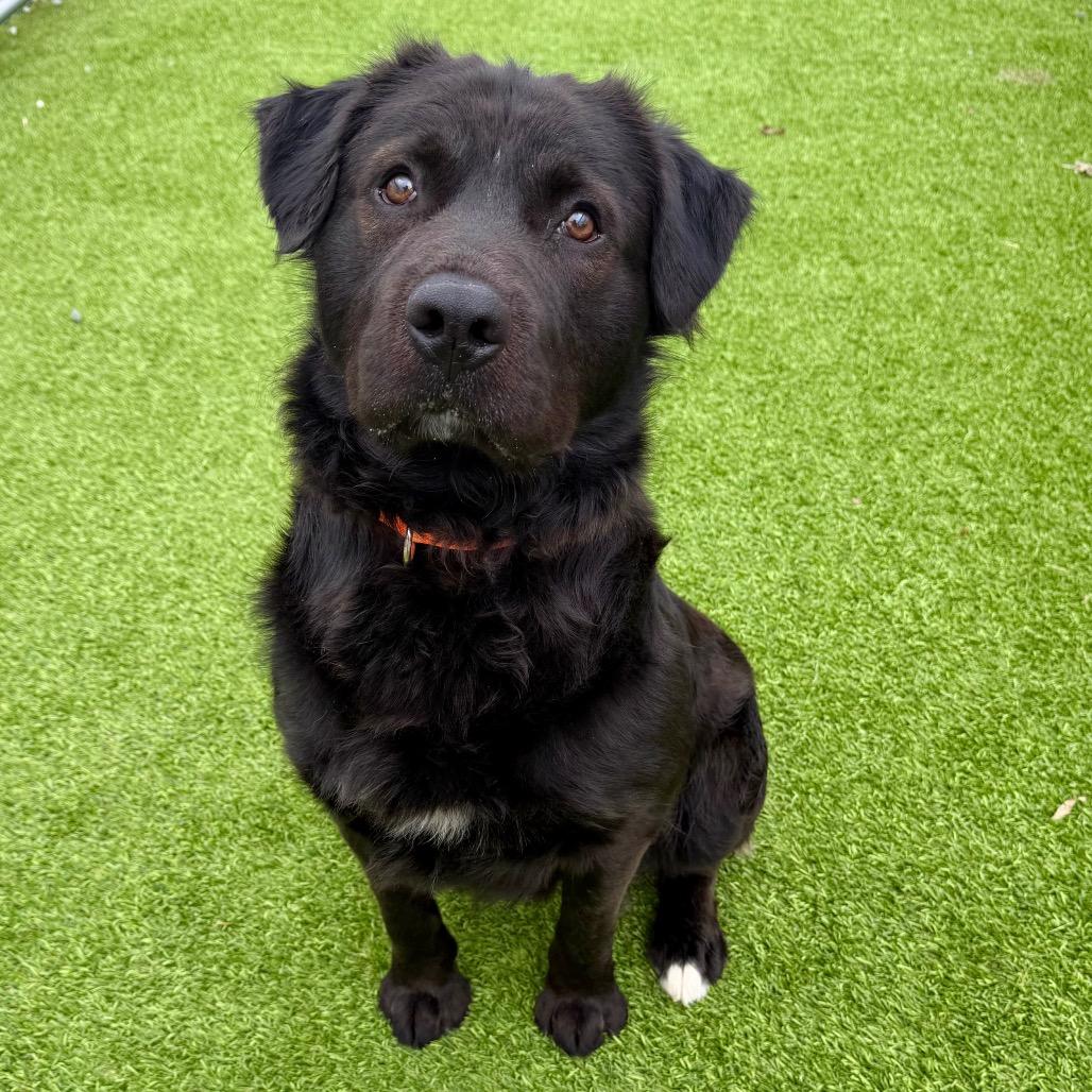 Enlarge Zeus, a Adoptable mixed breed in Binghamton, NY image 2/6