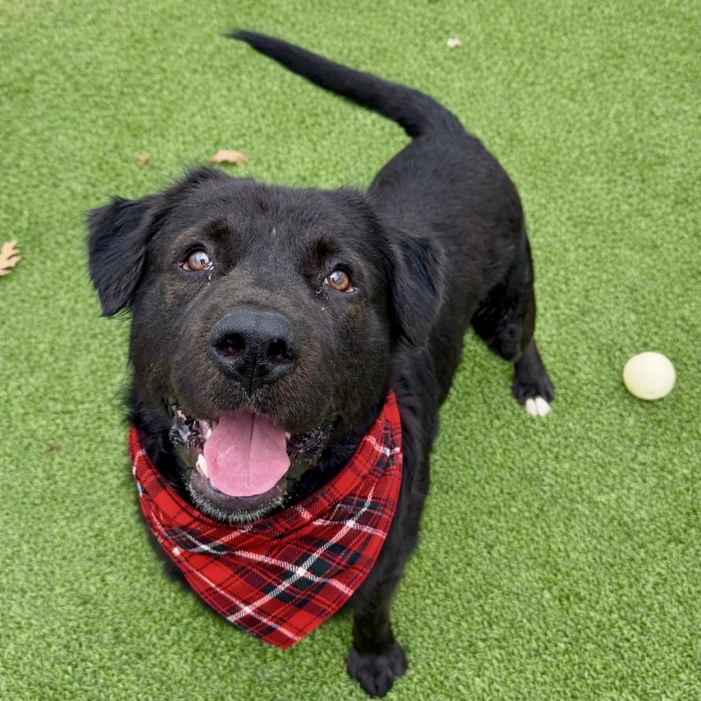 Enlarge Zeus, a Adoptable mixed breed in Binghamton, NY image 3/6