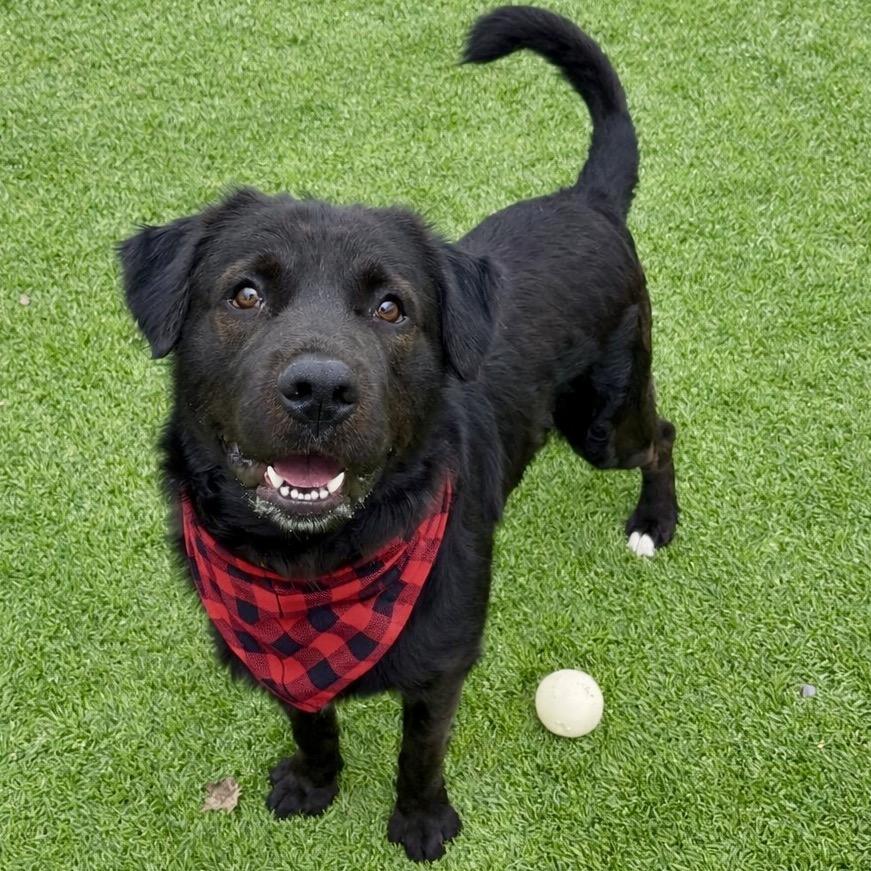 Enlarge Zeus, a Adoptable mixed breed in Binghamton, NY image 4/6