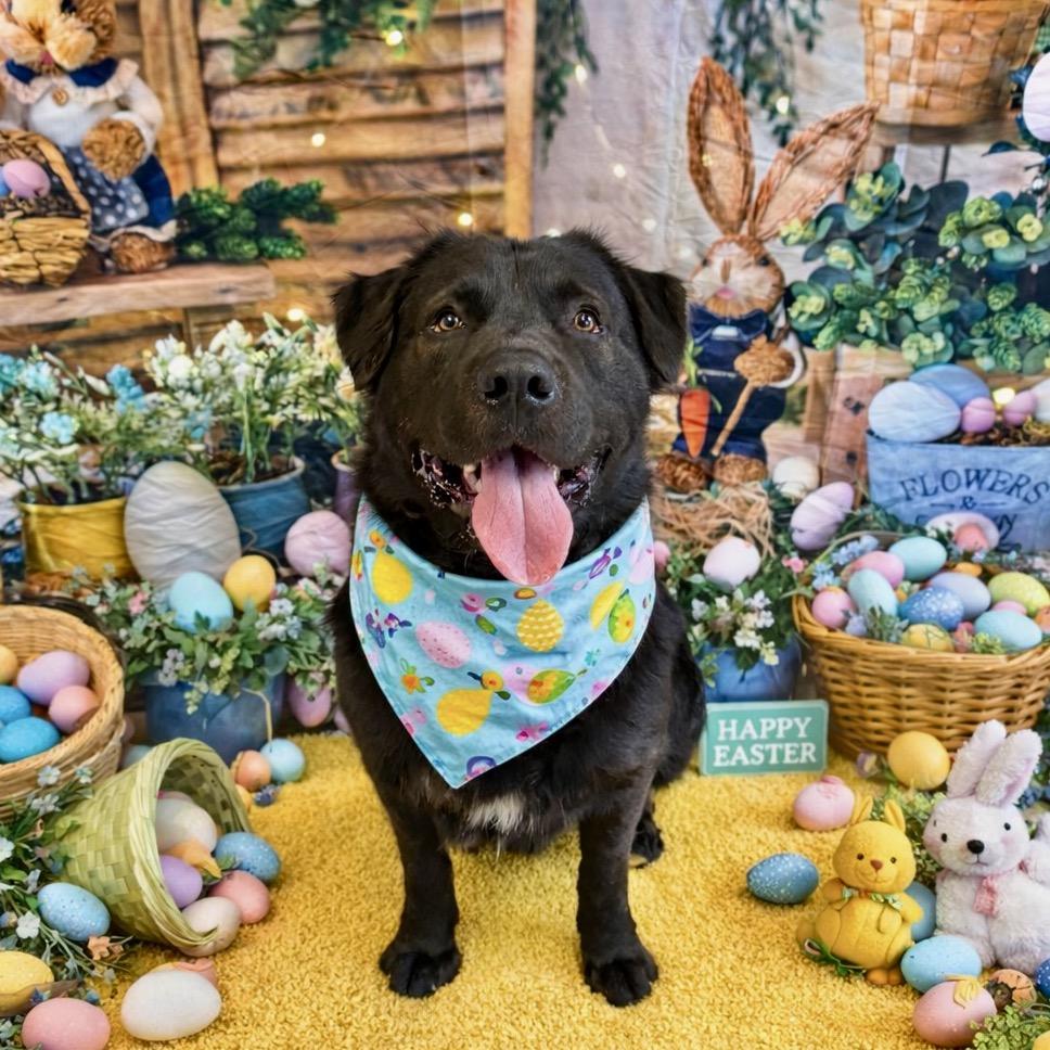 Enlarge Zeus, a Adoptable mixed breed in Binghamton, NY image 5/6