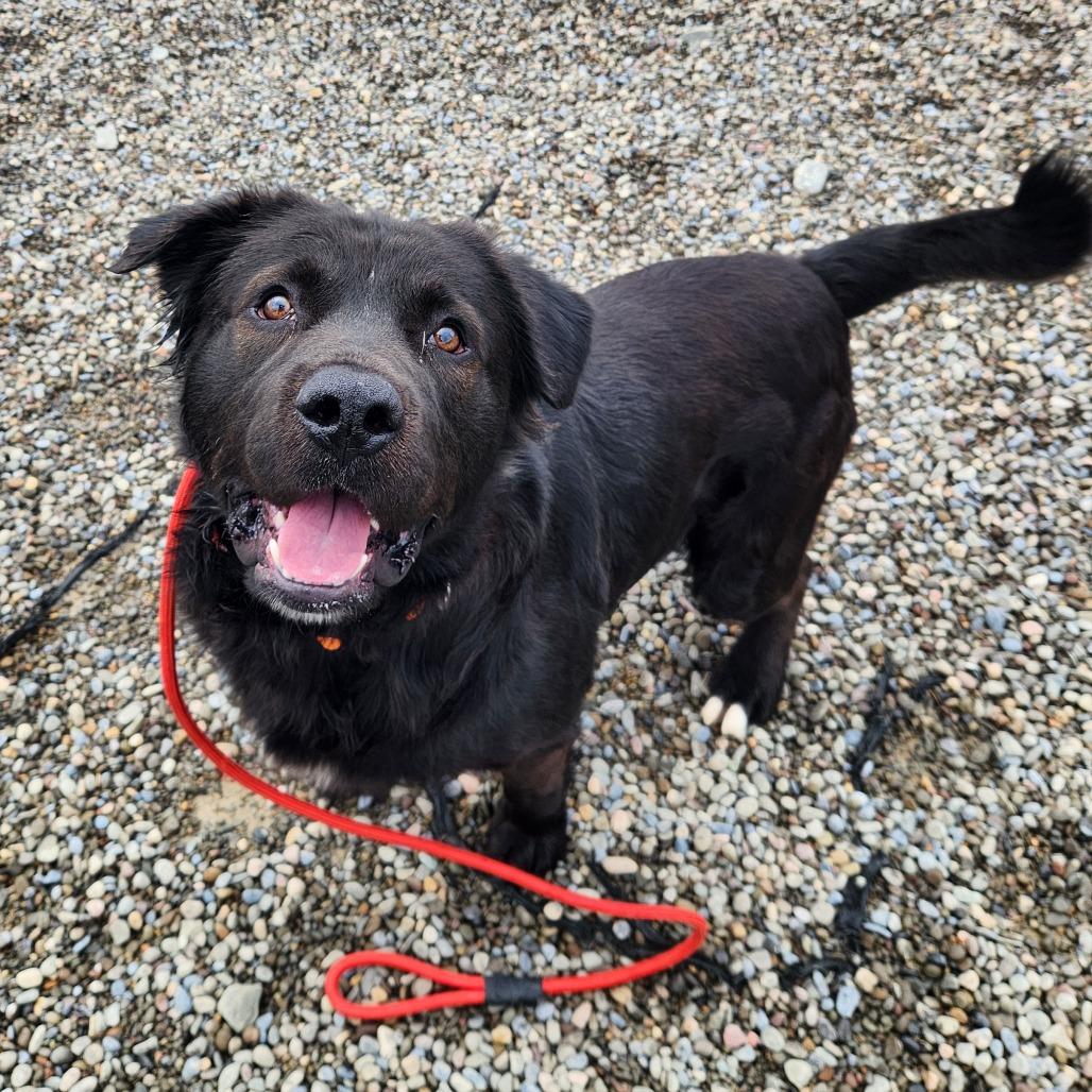 Enlarge Zeus, a Adoptable mixed breed in Binghamton, NY image 6/6