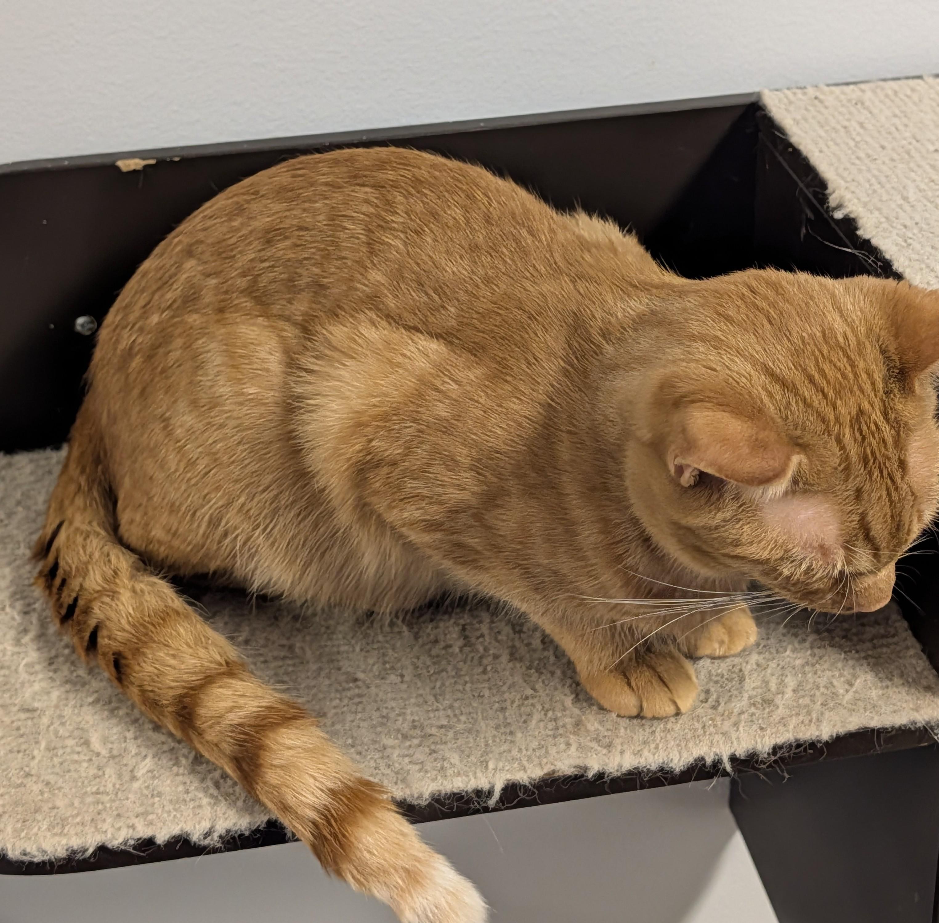 Enlarge Saint James, a ADOPTABLE Domestic Short Hair in Brockport, NY image 4/5