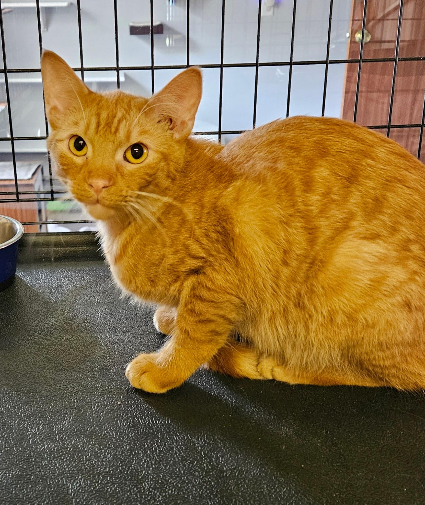 Enlarge Saint James, a ADOPTABLE Domestic Short Hair in Brockport, NY image 3/5