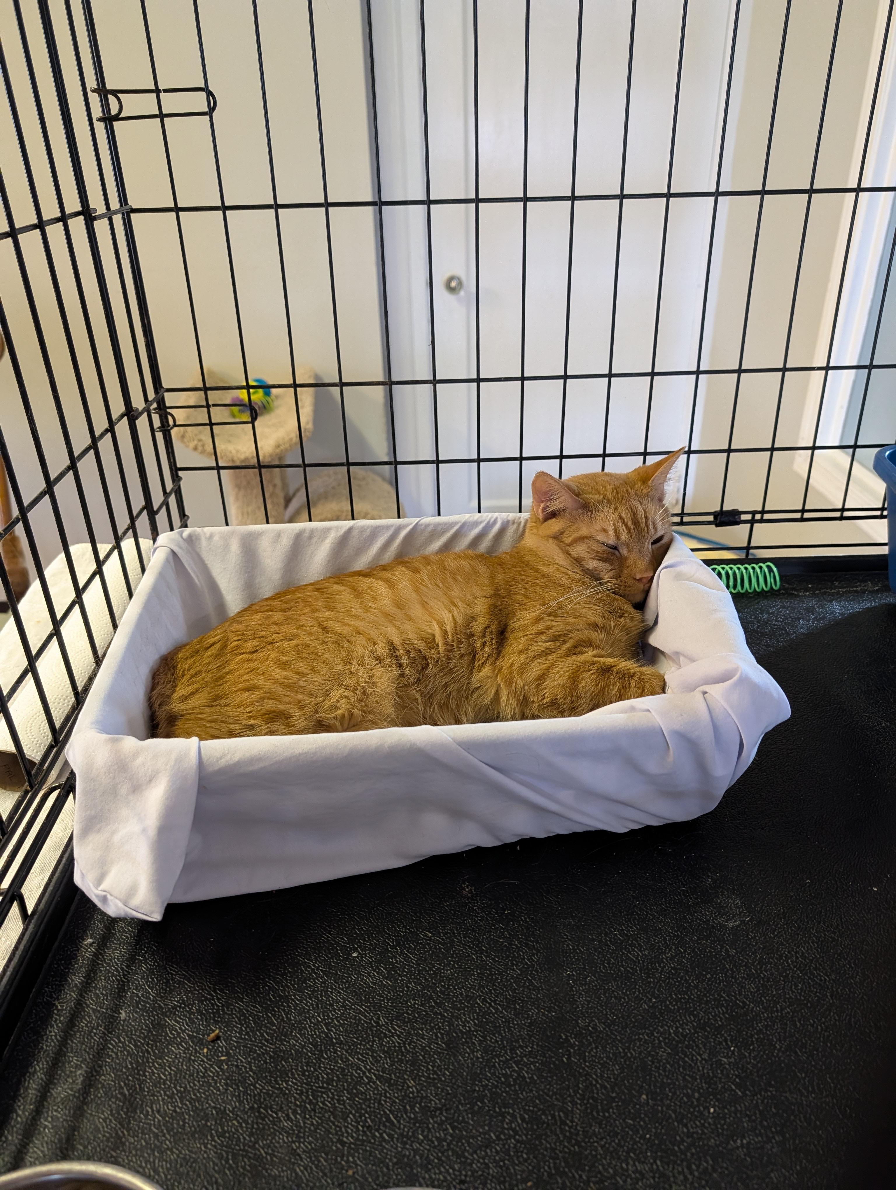 Enlarge Saint James, a ADOPTABLE Domestic Short Hair in Brockport, NY image 2/5