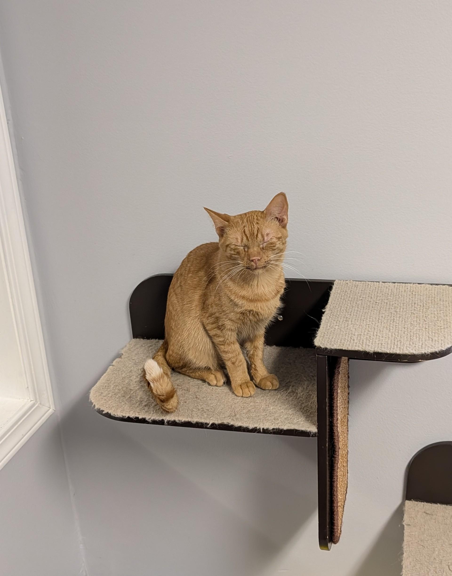 Saint James, ADOPTABLE, Young Male Domestic Short Hair.