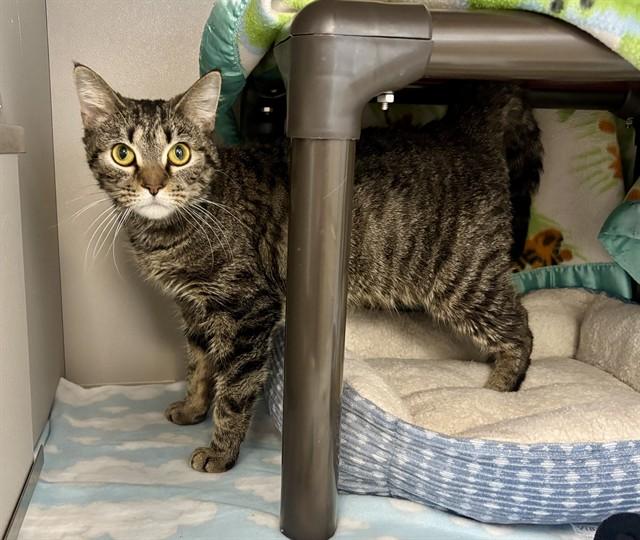 BERLIOZ, Adoptable, Young Female Domestic Short Hair.