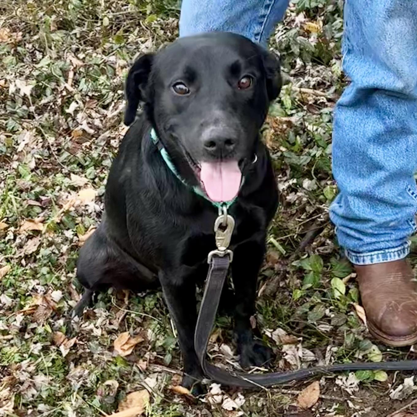 Cocoa, an adopted mixed breed in Maysville, KY image 4/5