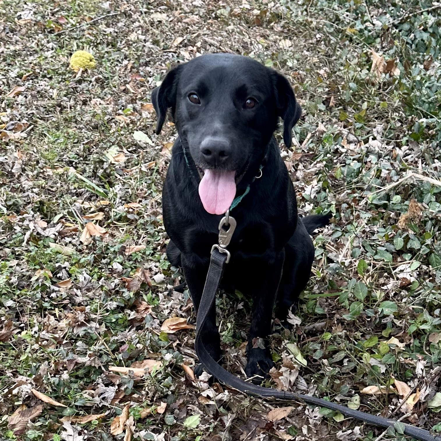 Cocoa, an adopted mixed breed in Maysville, KY image 1/5