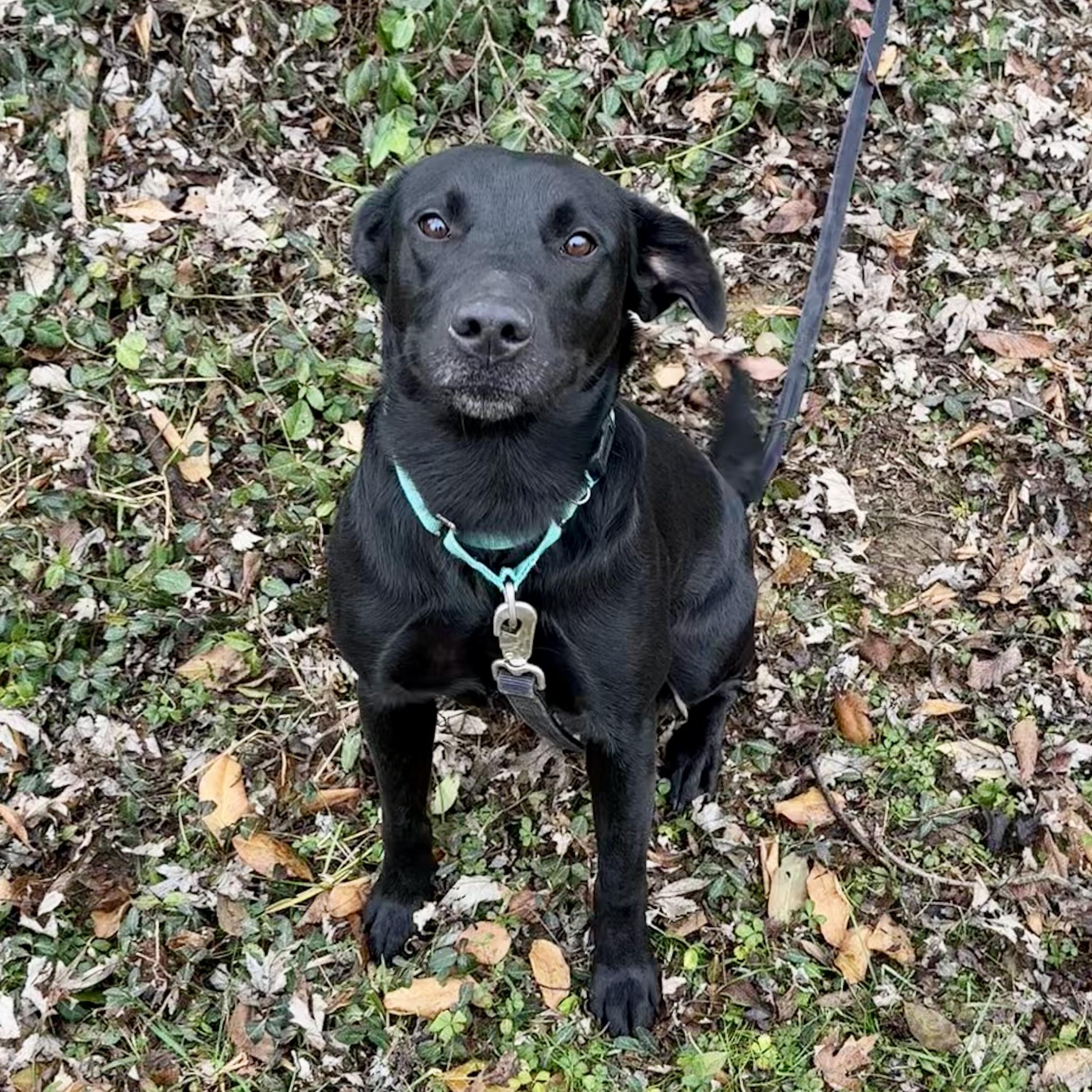 Cocoa, an adopted mixed breed in Maysville, KY image 3/5