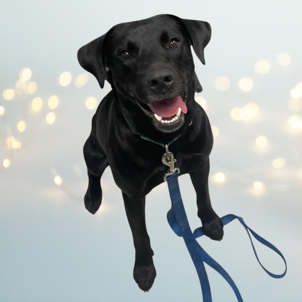 Cocoa, ADOPTABLE, Young Female Black Labrador Retriever.