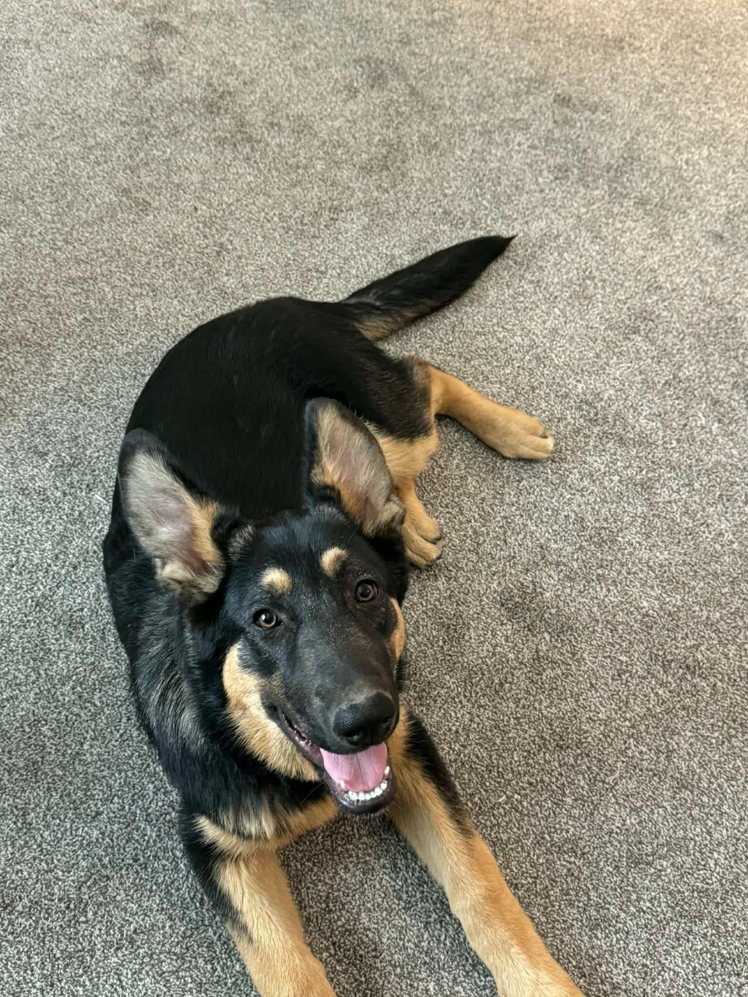 Enlarge Ruger, a Adoptable mixed breed in Prineville, OR image 2/4