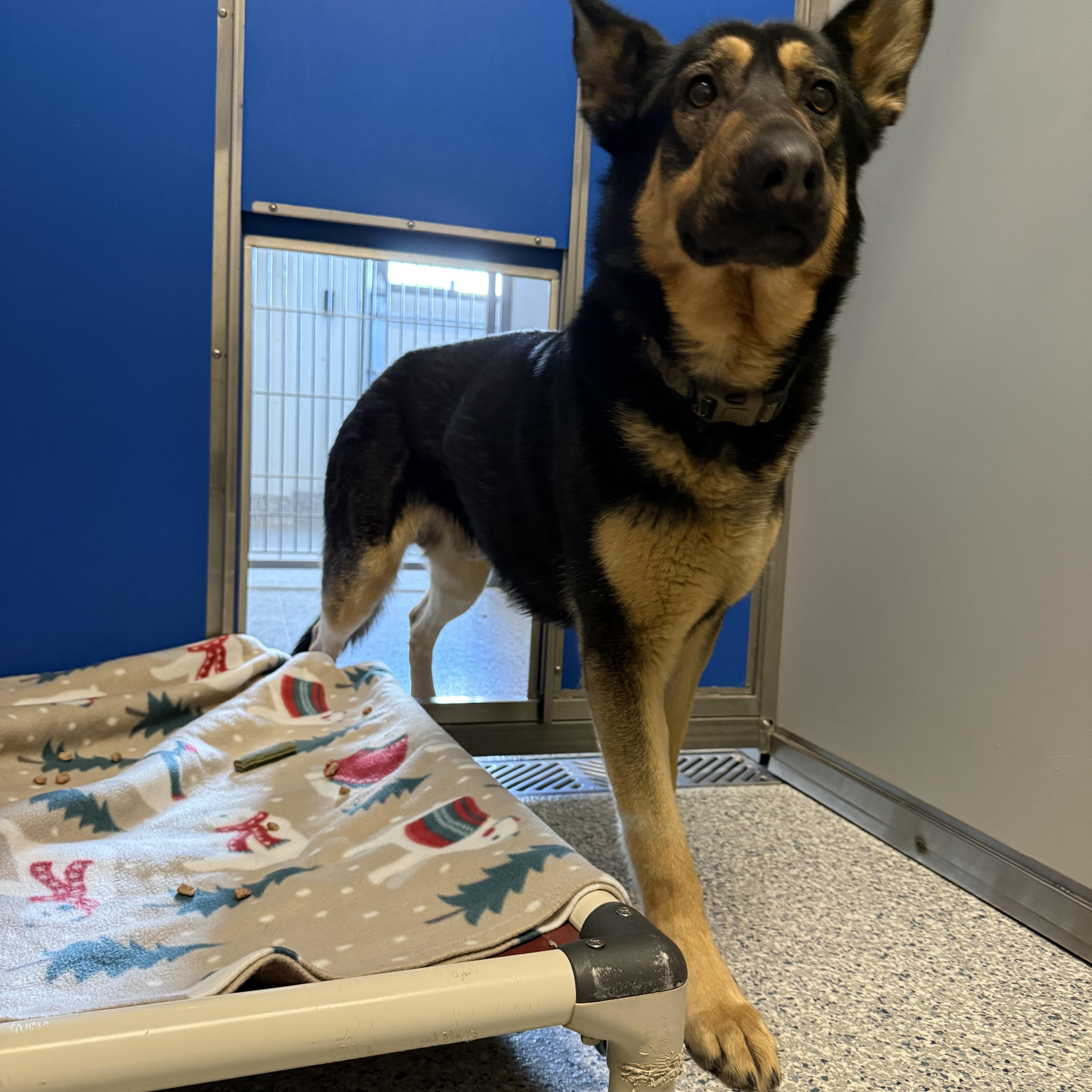 Enlarge Ruger, a Adoptable mixed breed in Prineville, OR image 3/4