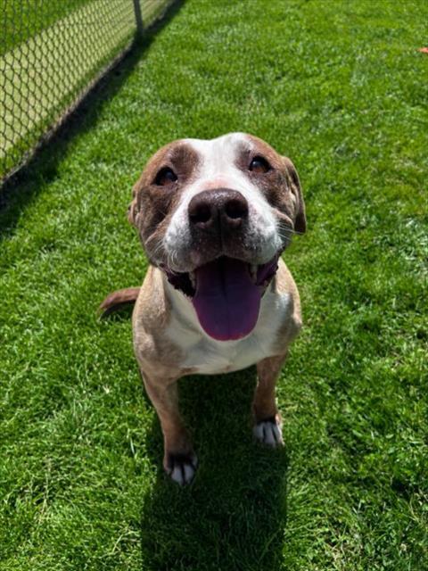 DOLLY, Adoptable, Adult Female Pit Bull Terrier.