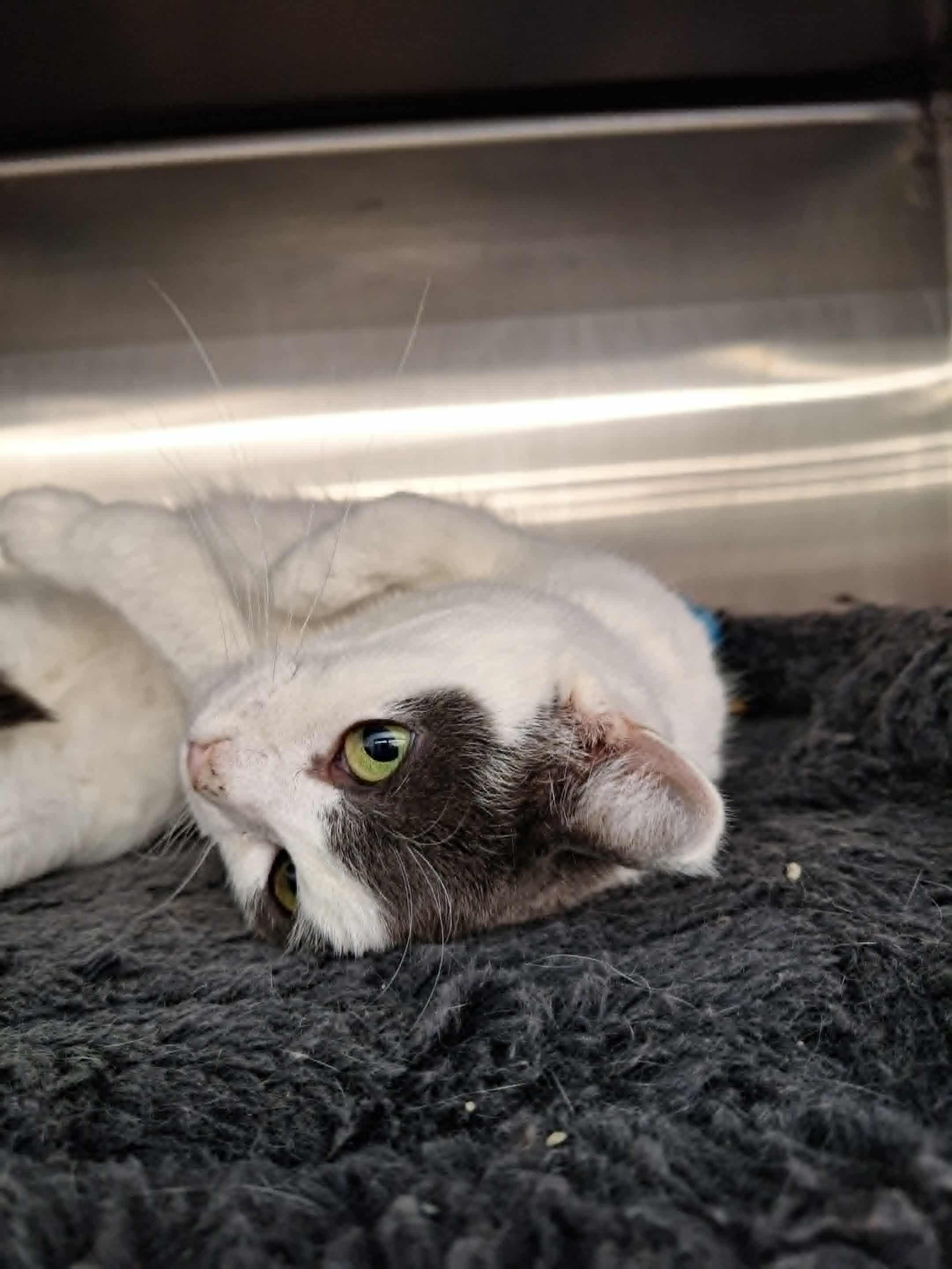 Frankie, Adoptable, Young Female Domestic Short Hair.