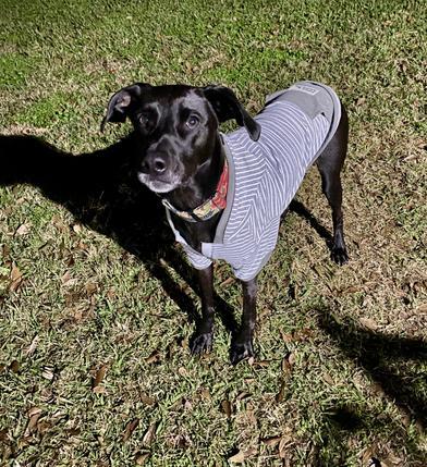 Finn (Finnias) — thumbnail 4