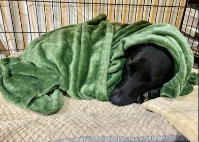 Finn (Finnias) — thumbnail 6