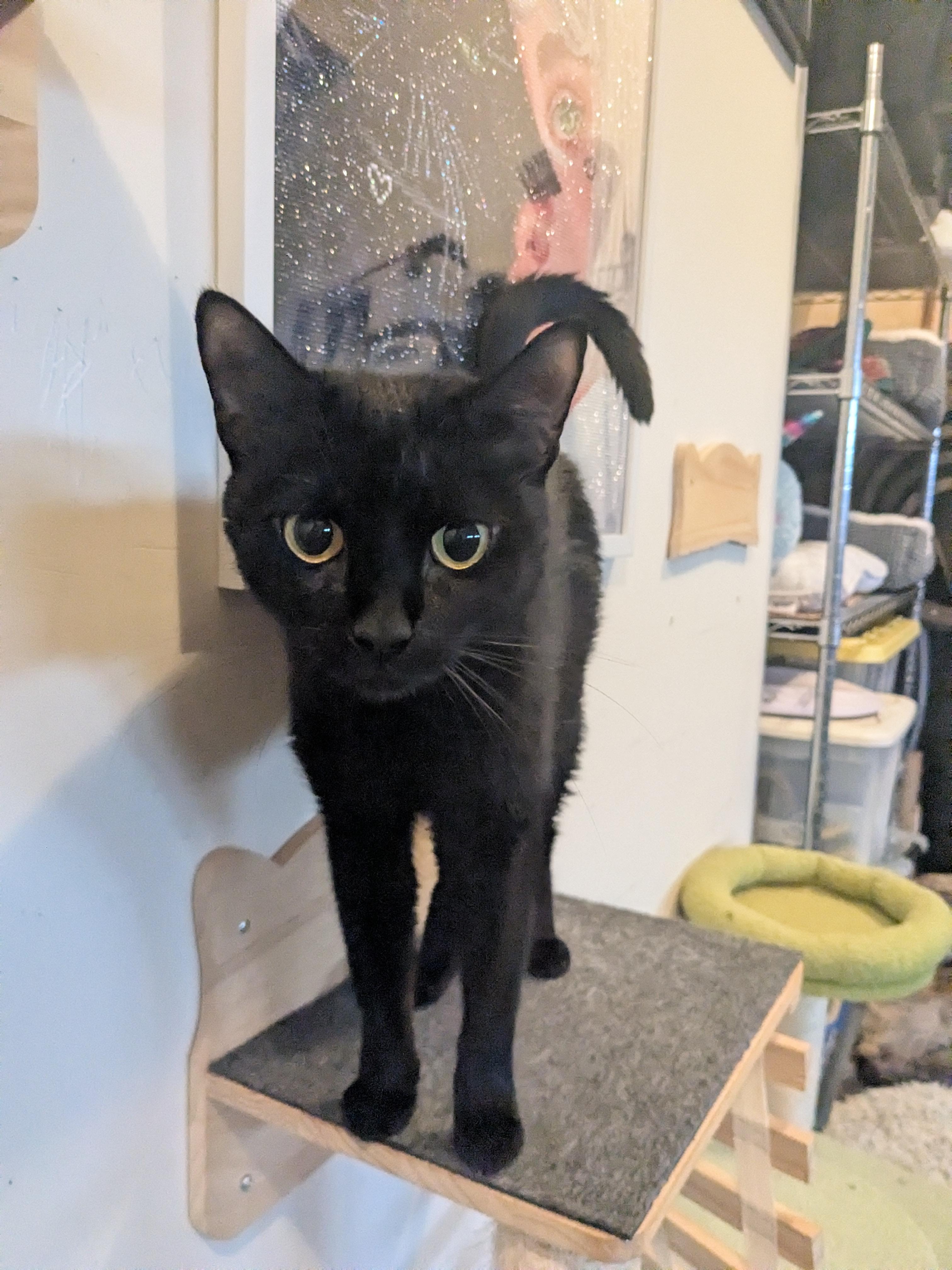 Enlarge Marlow, a Adoptable Domestic Short Hair in Newburgh, NY image 5/6