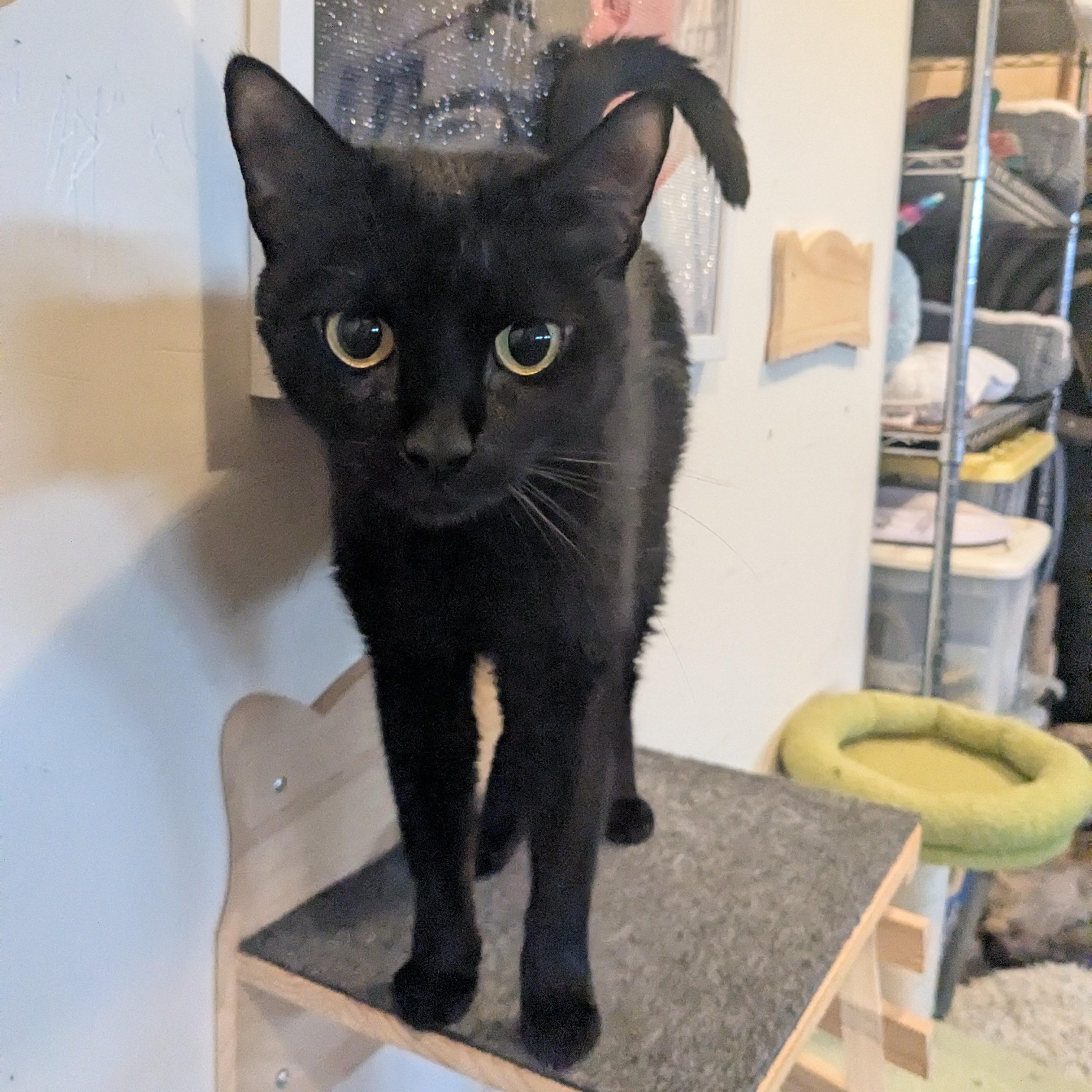 Enlarge Marlow, a Adoptable Domestic Short Hair in Newburgh, NY image 5/6