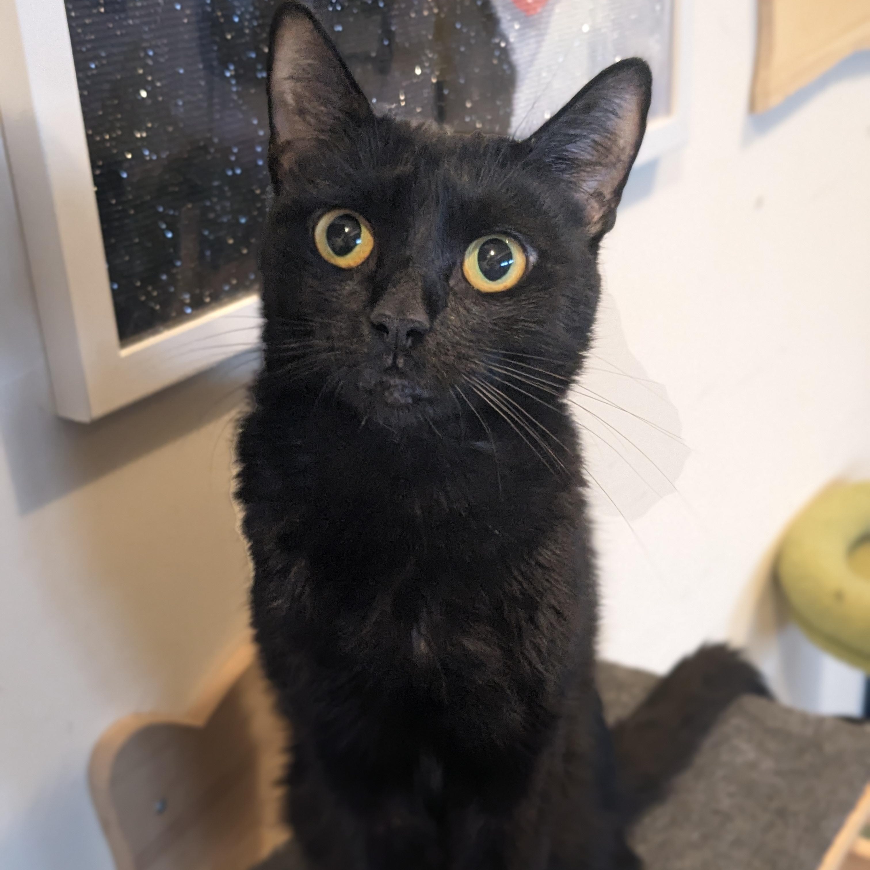 Enlarge Marlow, a Adoptable Domestic Short Hair in Newburgh, NY image 6/6