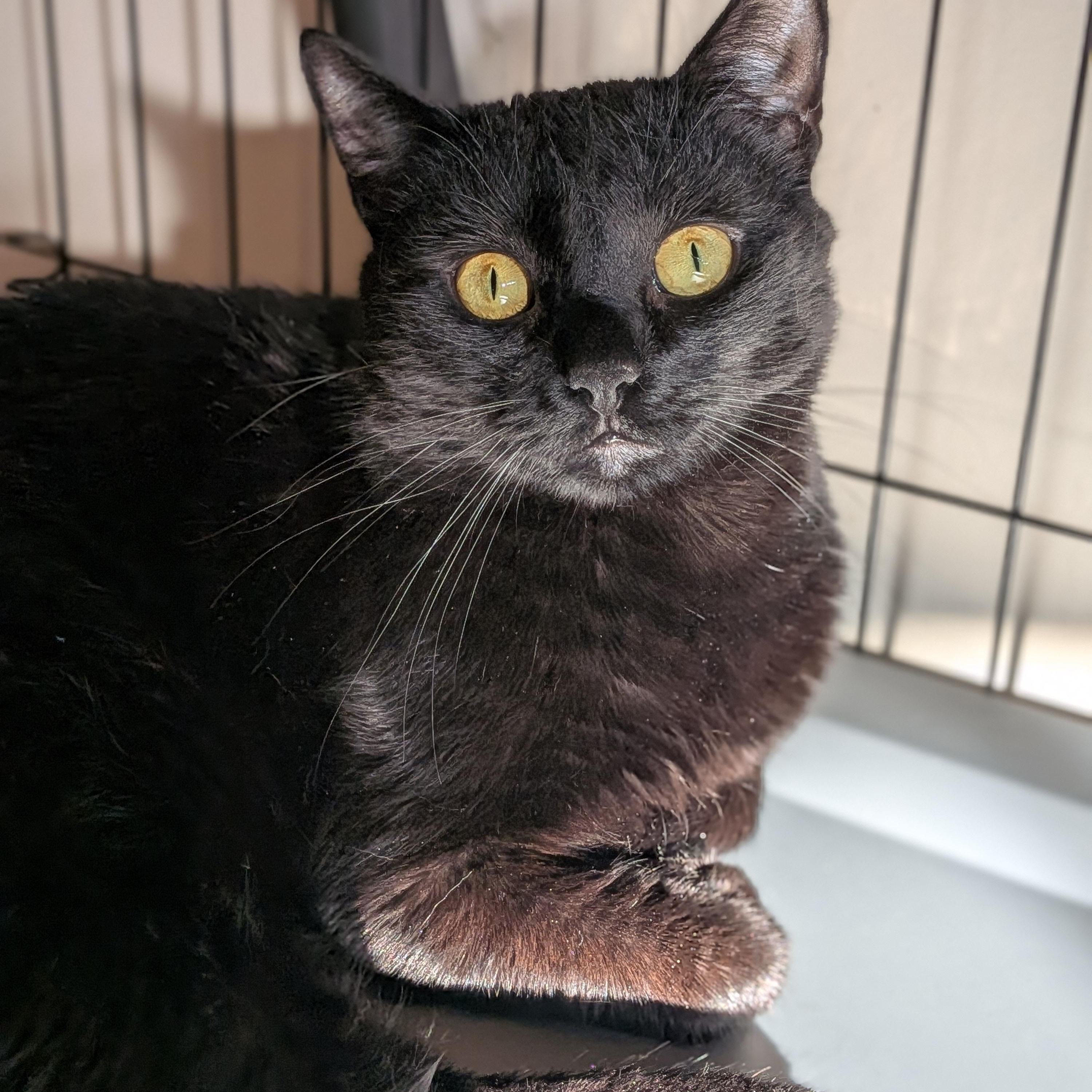 Marlow, a Adoptable Domestic Short Hair in Newburgh, NY image 2/6