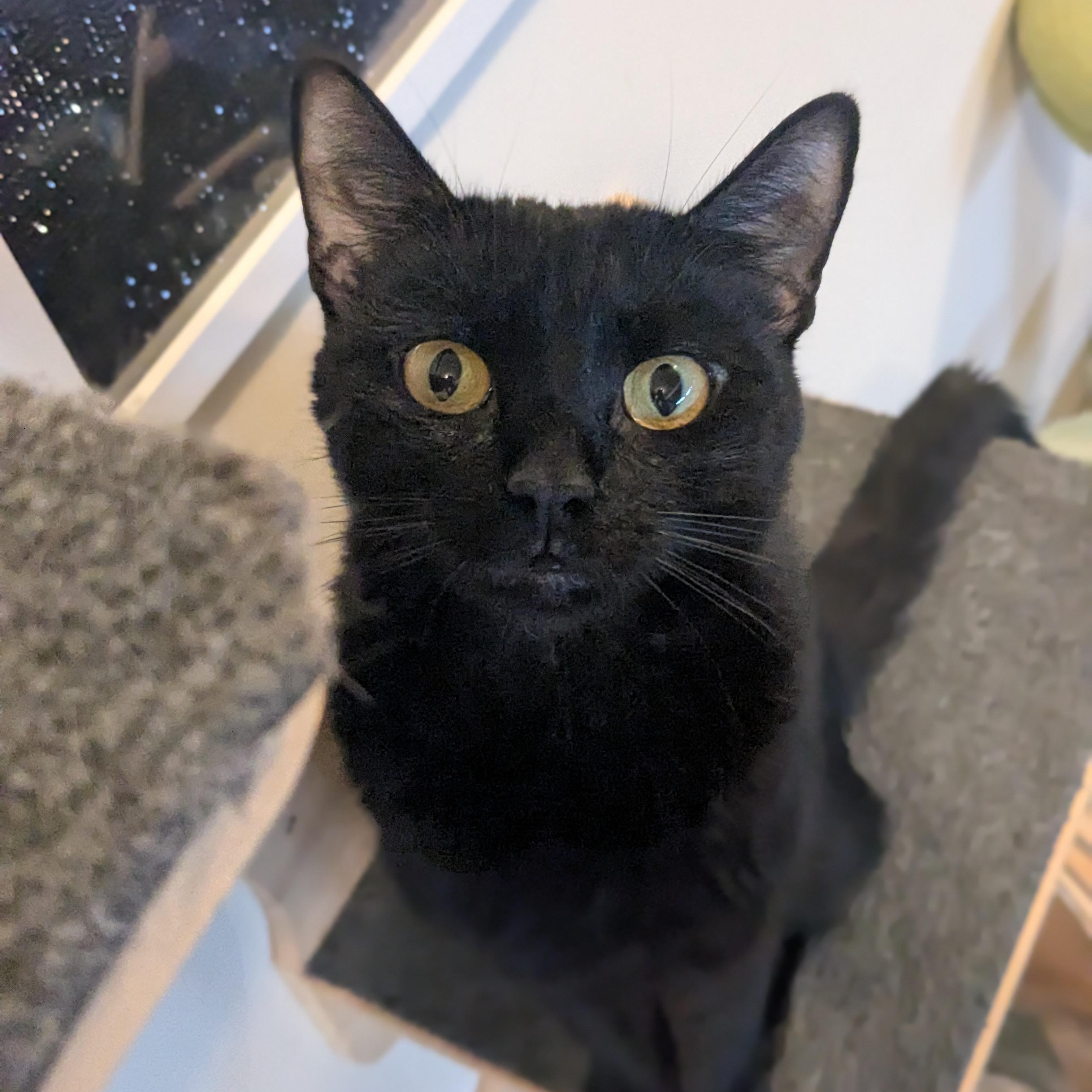 Enlarge Marlow, a Adoptable Domestic Short Hair in Newburgh, NY image 3/6