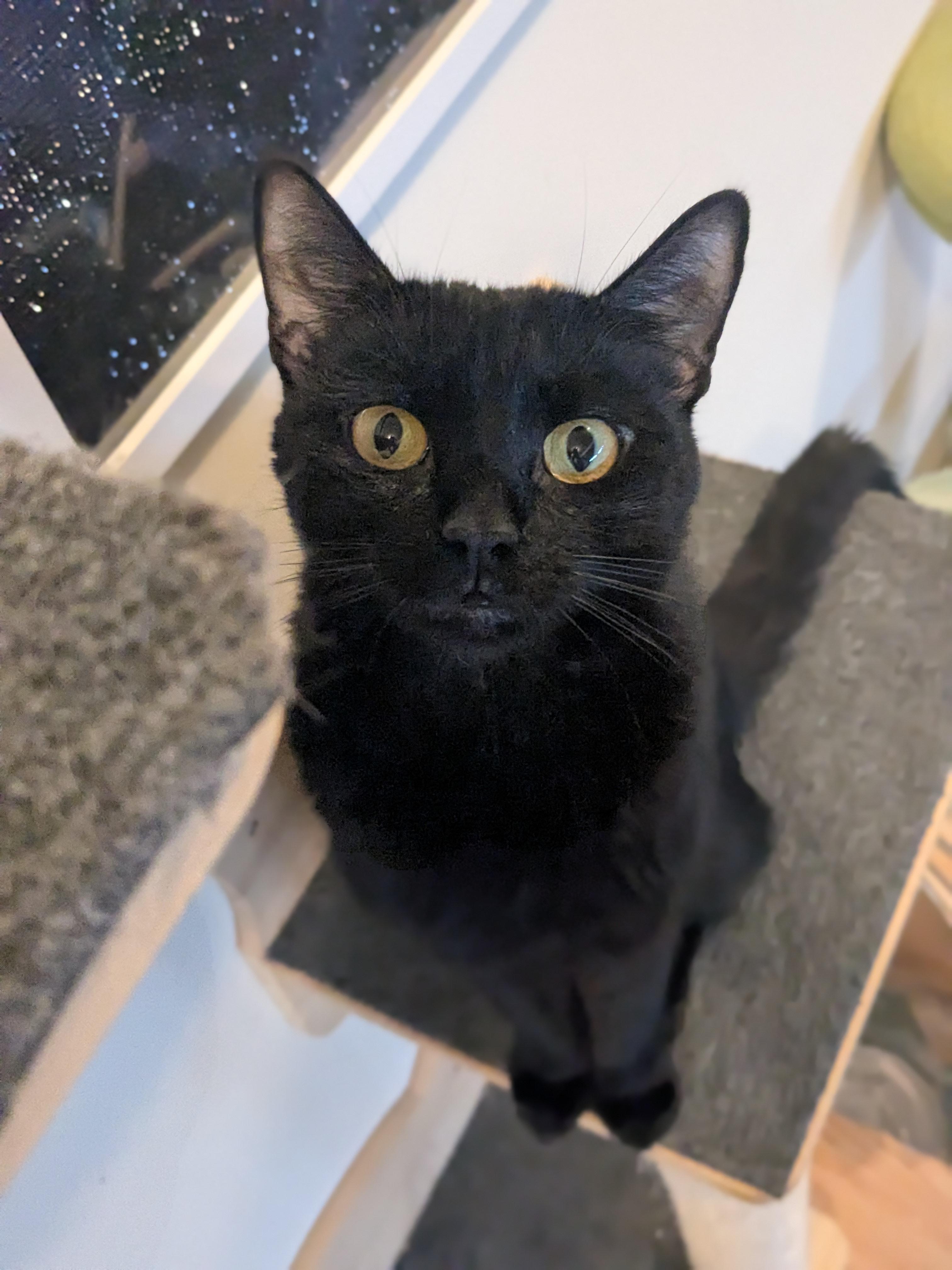 Enlarge Marlow, a Adoptable Domestic Short Hair in Newburgh, NY image 3/6