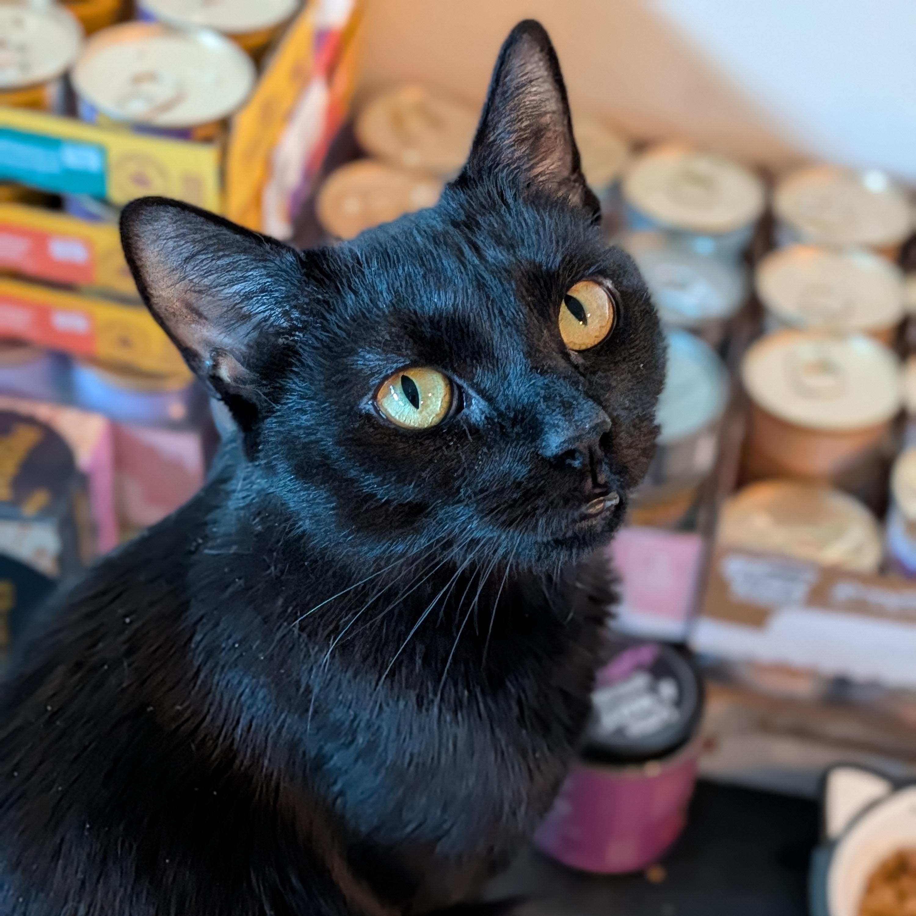 Marlow, Adoptable, Young Female Domestic Short Hair.