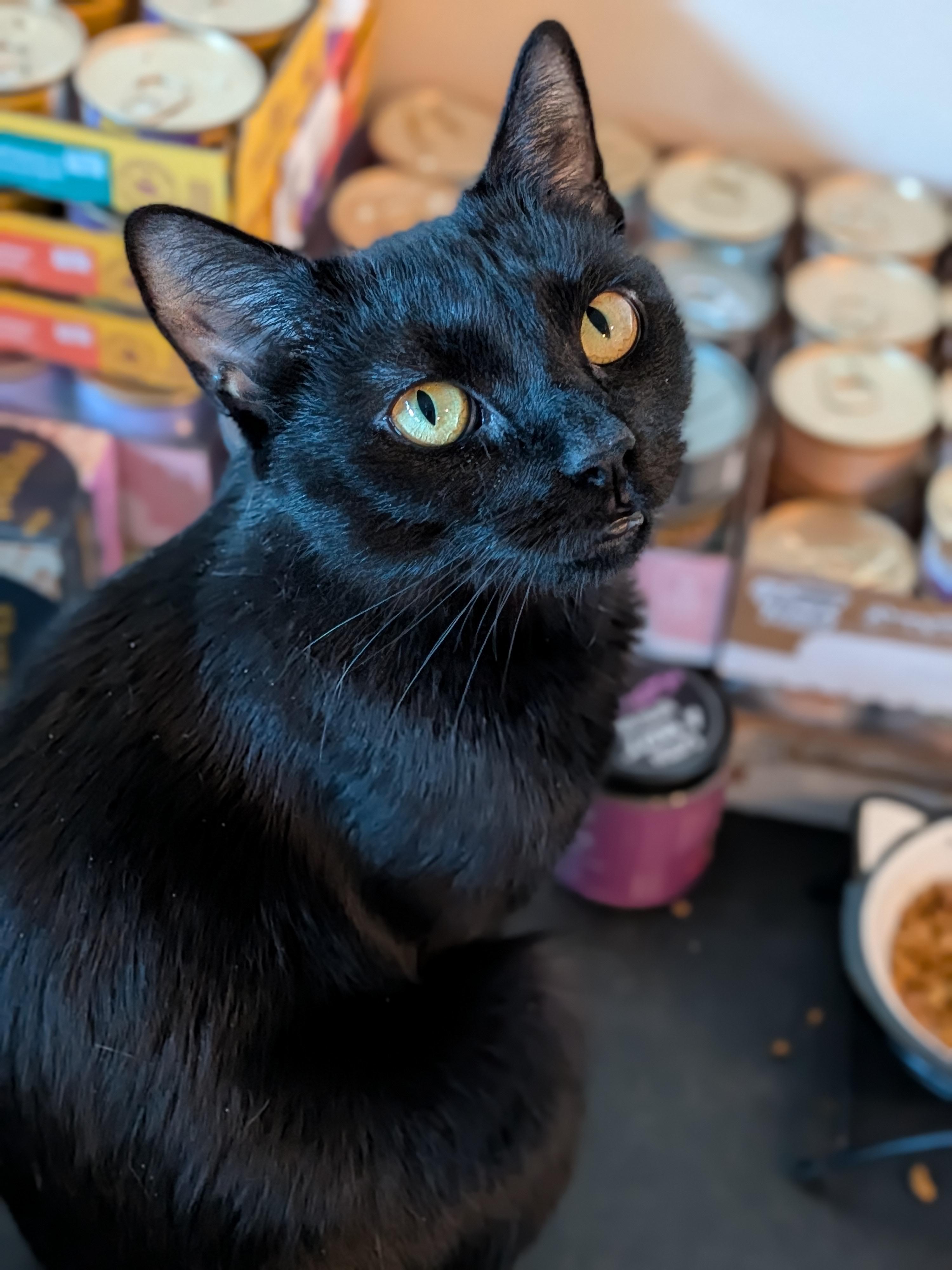 Enlarge Marlow, a Adoptable Domestic Short Hair in Newburgh, NY image 2/6