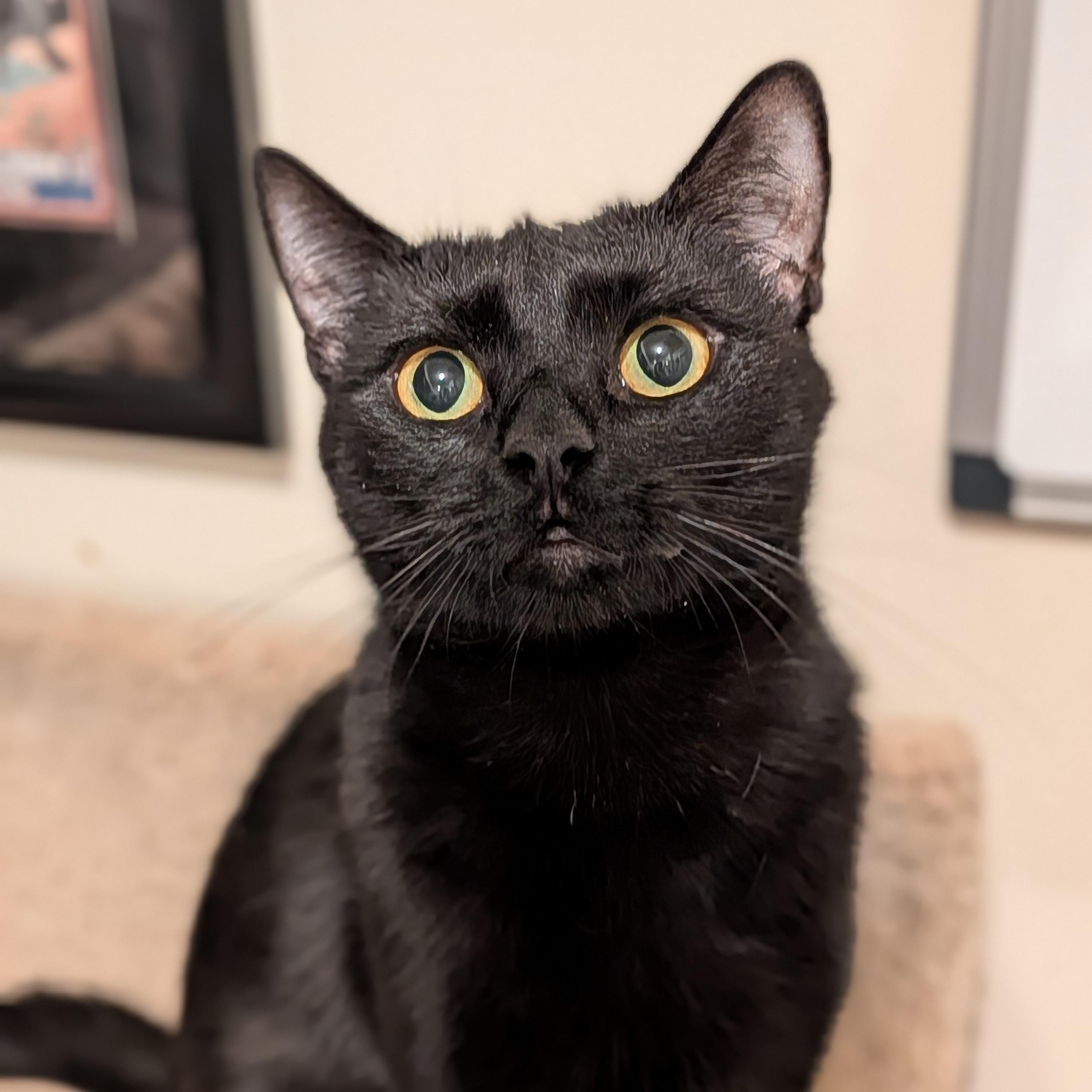 Enlarge Marlow, a Adoptable Domestic Short Hair in Newburgh, NY image 2/6