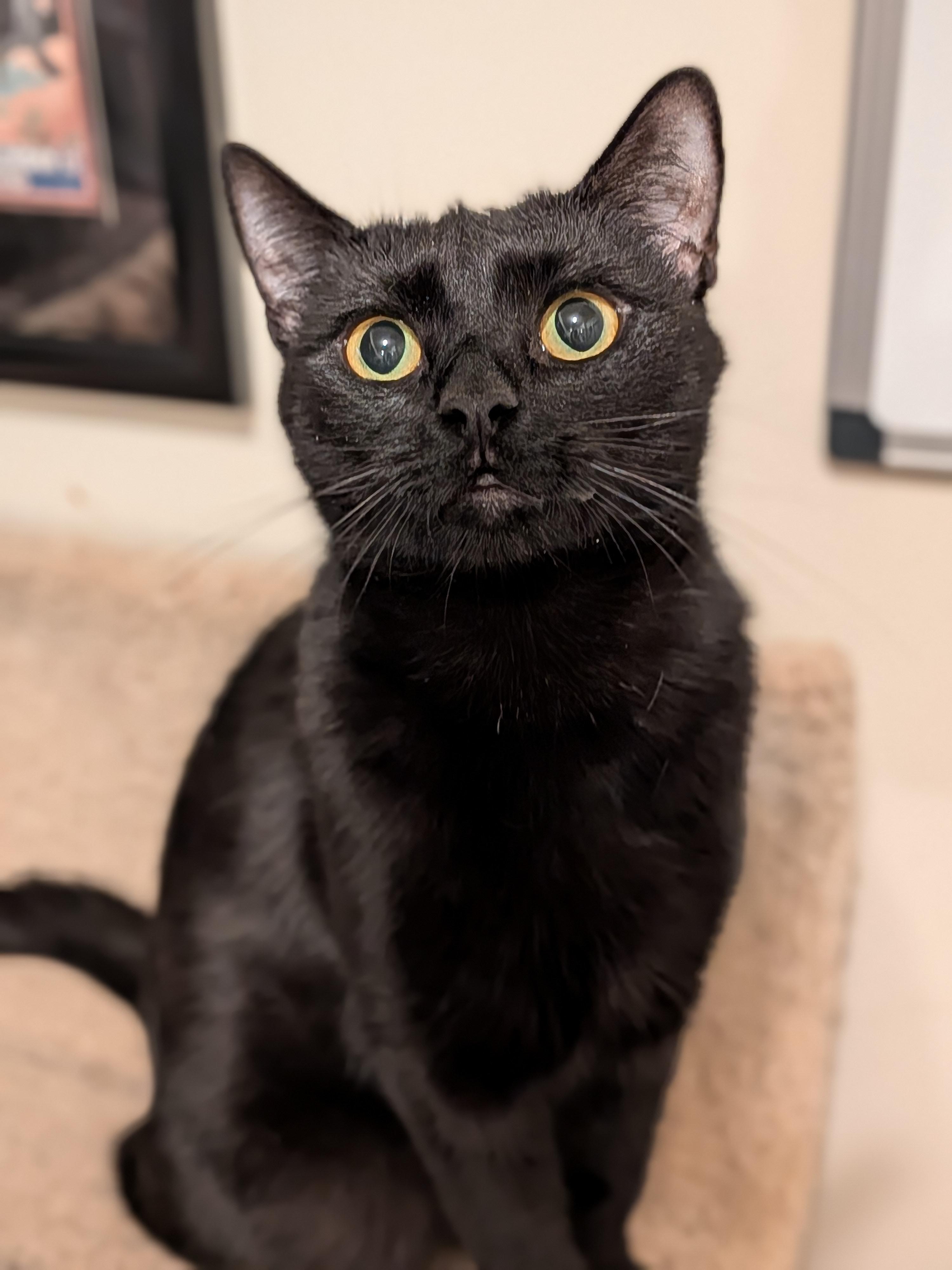 Enlarge Marlow, a Adoptable Domestic Short Hair in Newburgh, NY image 1/6