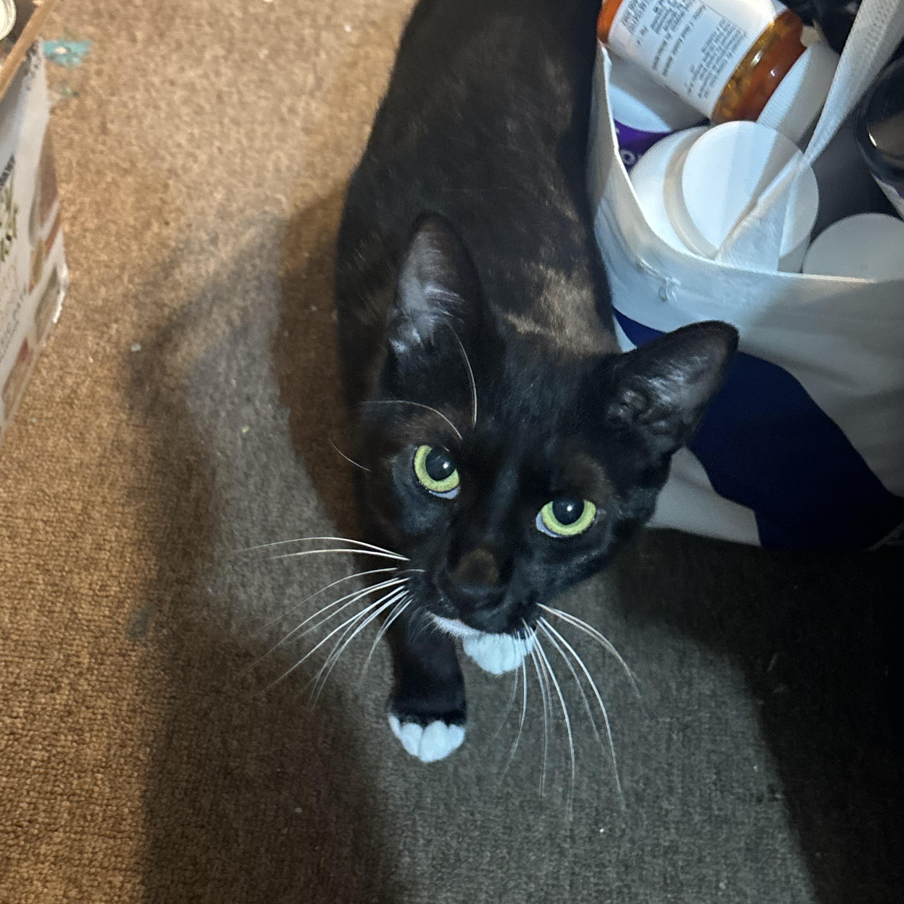 Socks, a ADOPTABLE Domestic Short Hair in Beltsville, MD image 1/6
