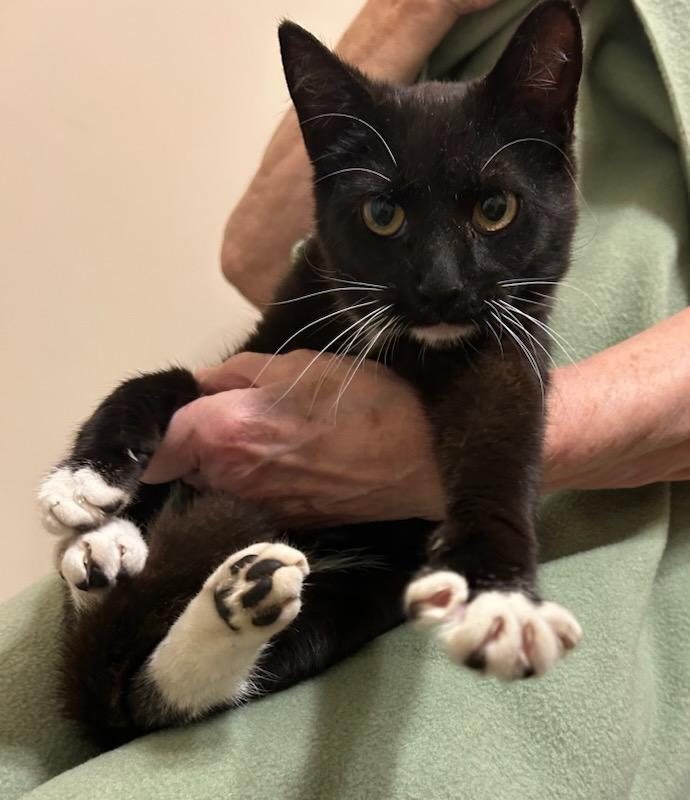 Socks, a ADOPTABLE Domestic Short Hair in Beltsville, MD image 2/6
