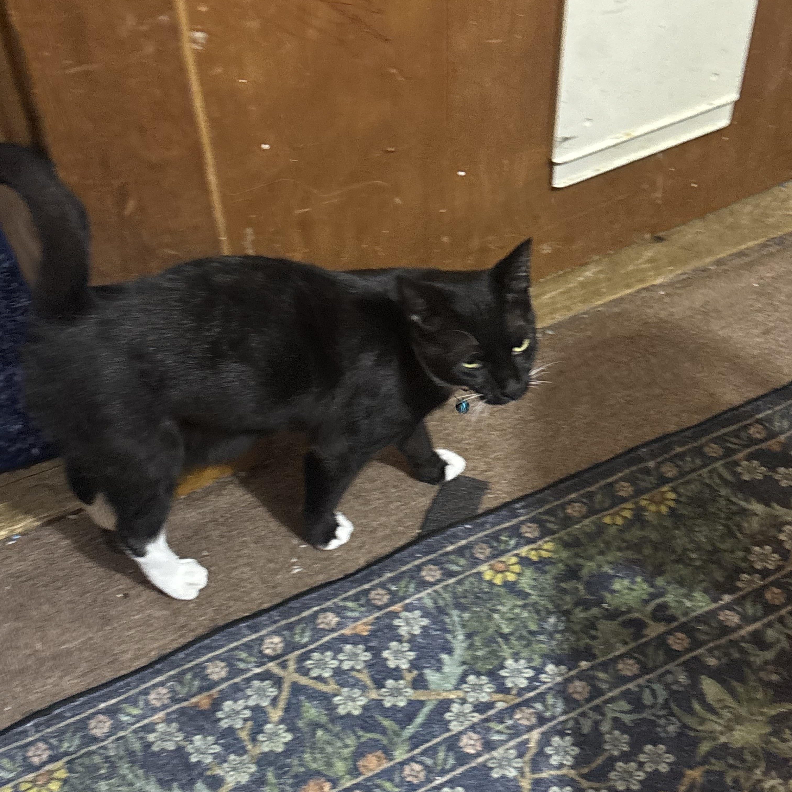 Socks, a ADOPTABLE Domestic Short Hair in Beltsville, MD image 5/6