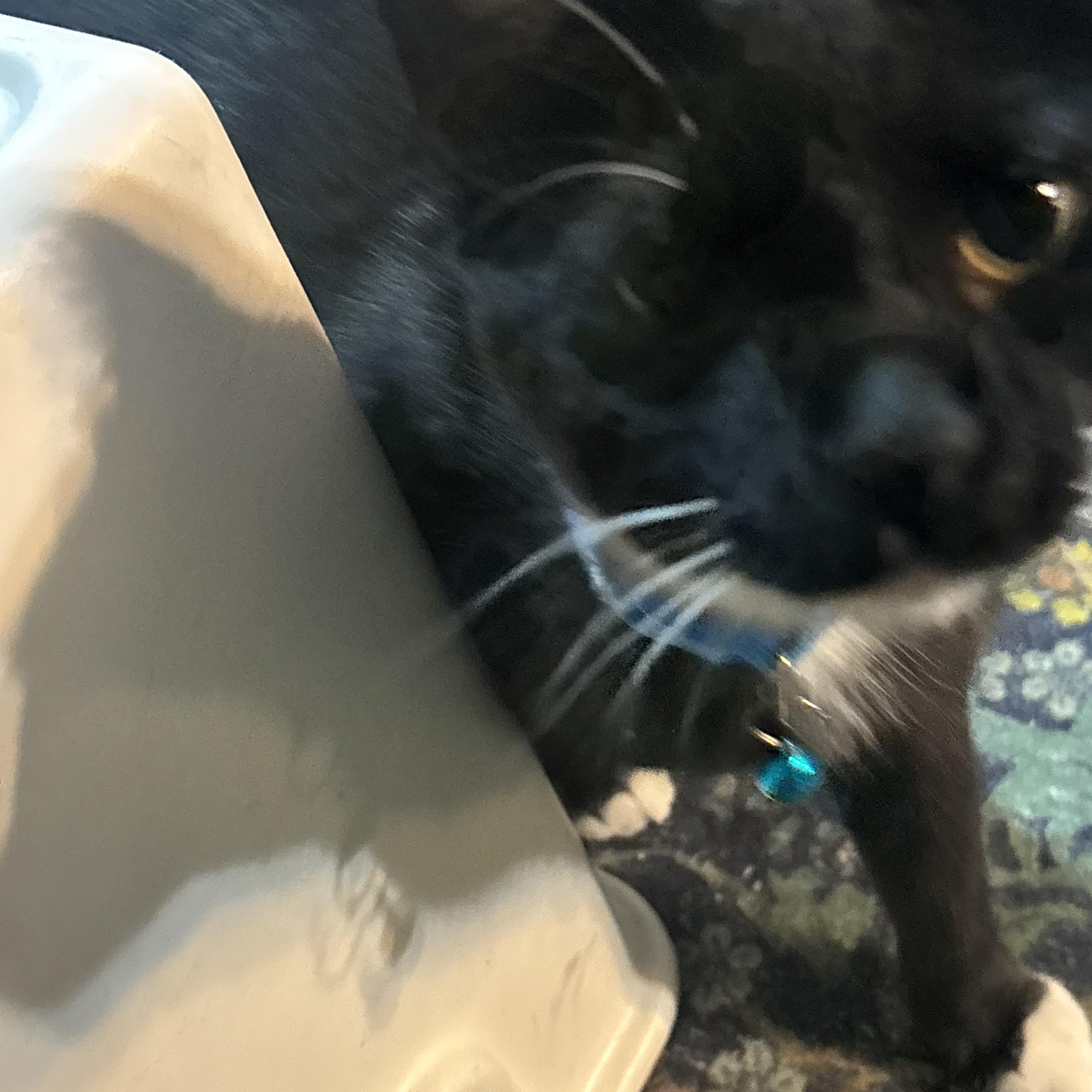 Socks, a ADOPTABLE Domestic Short Hair in Beltsville, MD image 4/6