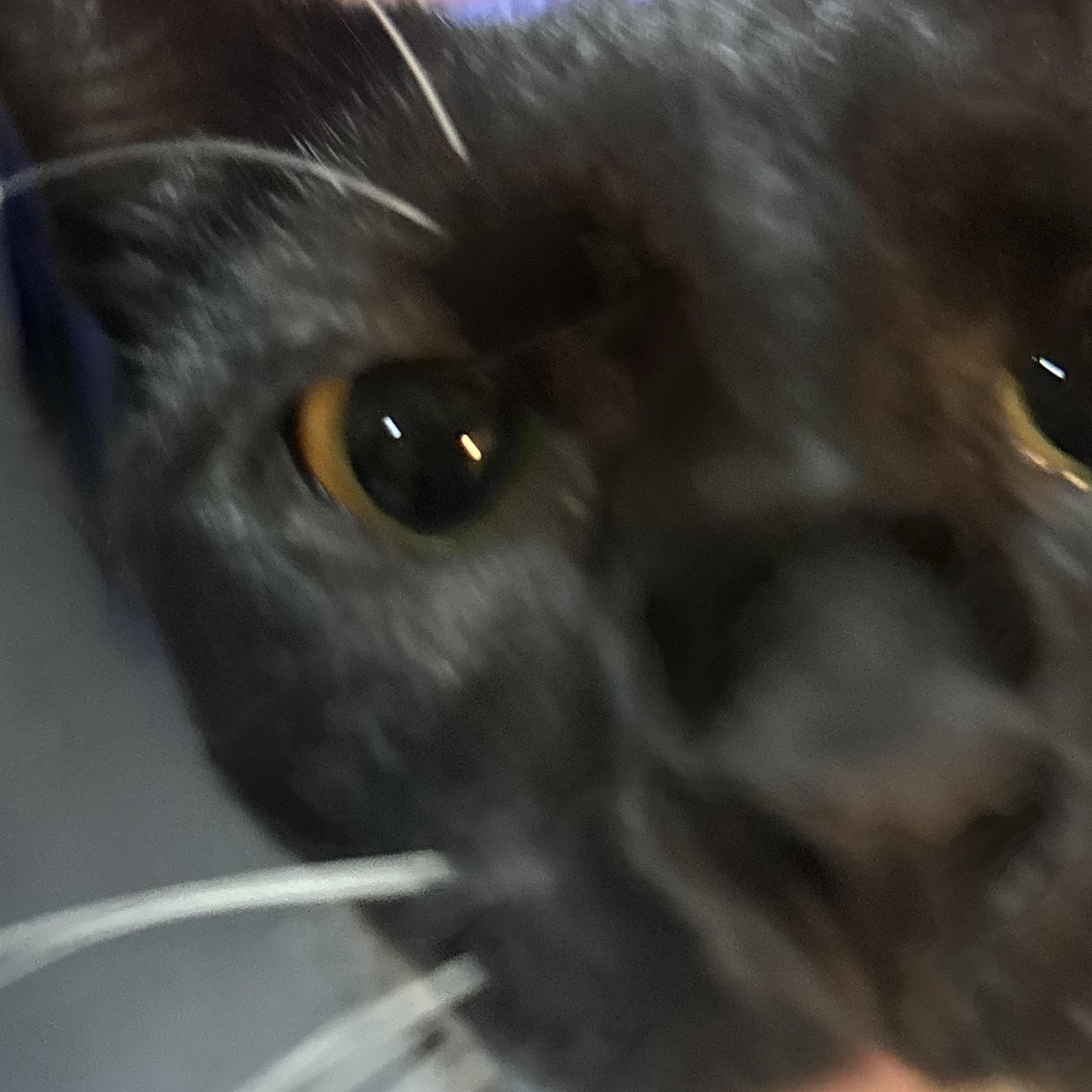 Socks, a ADOPTABLE Domestic Short Hair in Beltsville, MD image 3/6