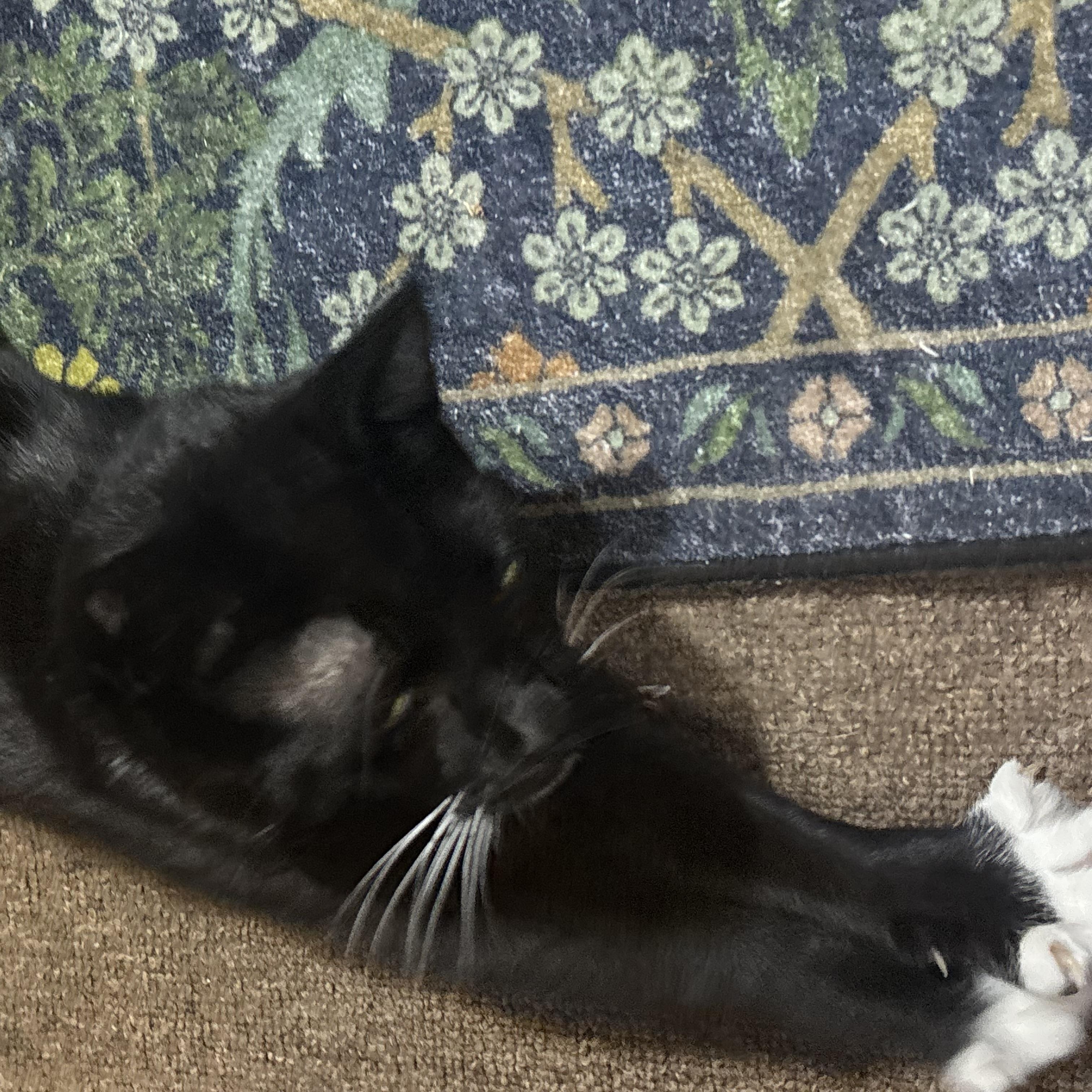 Socks, a ADOPTABLE Domestic Short Hair in Beltsville, MD image 6/6