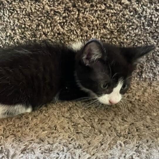 McKinley, a Adoptable Domestic Short Hair in Escondido, CA image 1/6