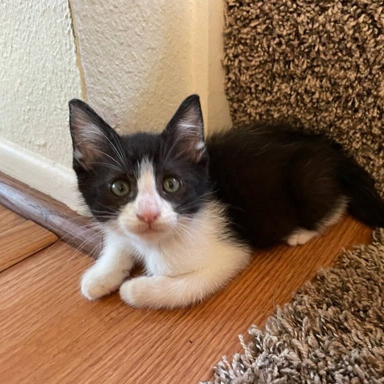 McKinley, a Adoptable Domestic Short Hair in Escondido, CA image 2/6