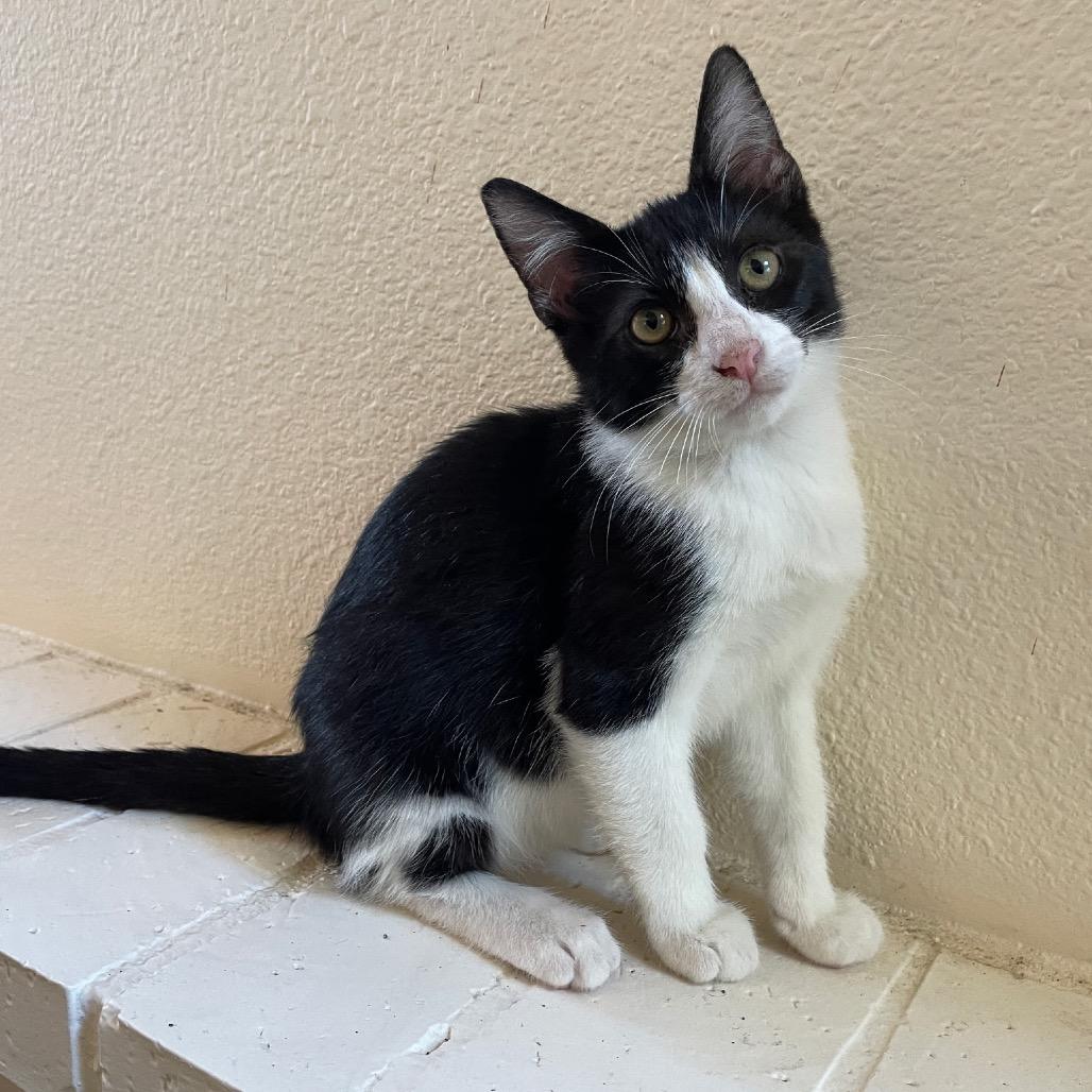 McKinley, a Adoptable Domestic Short Hair in Escondido, CA image 4/6