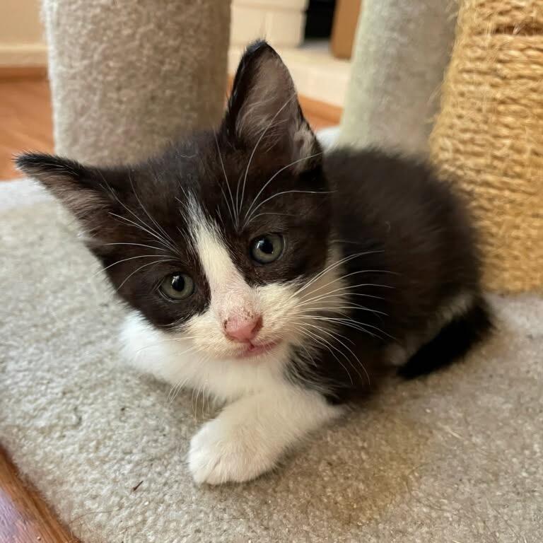 McKinley, a Adoptable Domestic Short Hair in Escondido, CA image 5/6