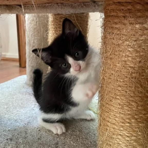 McKinley, a Adoptable Domestic Short Hair in Escondido, CA image 6/6