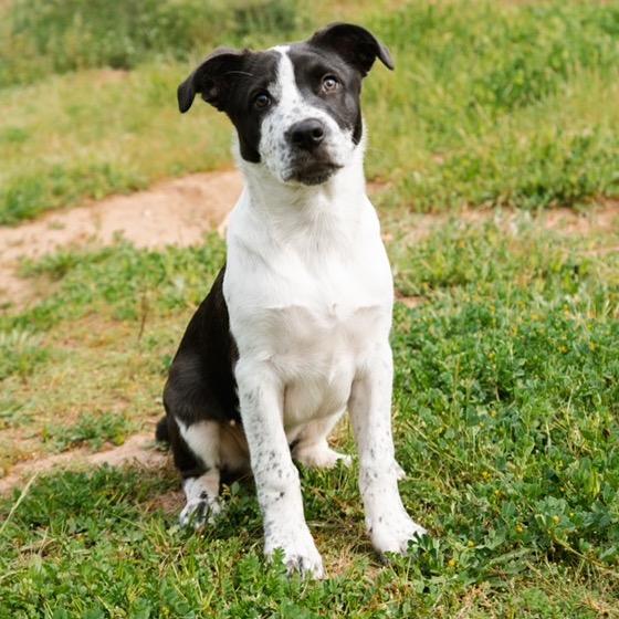 Dancer, Adoptable, Puppy Male Mixed Breed.