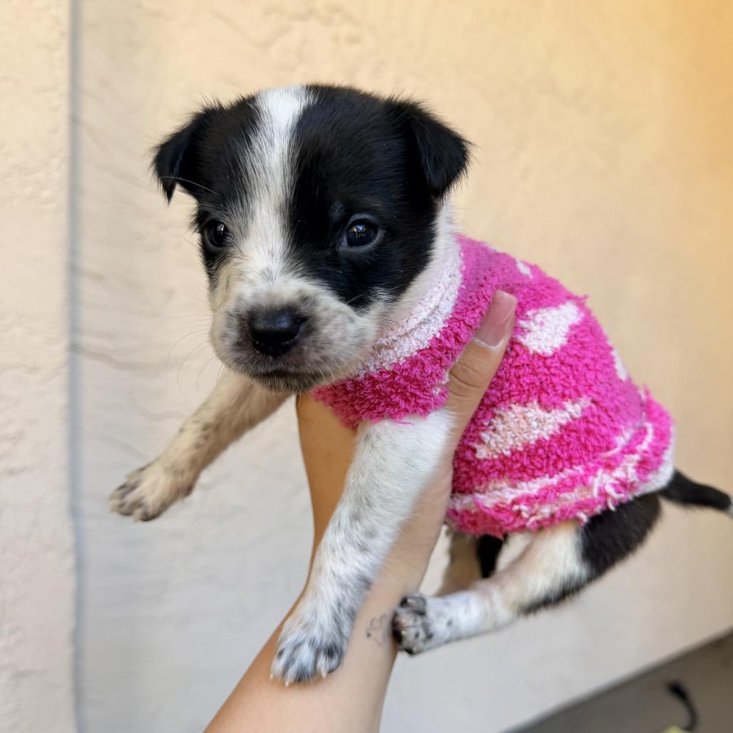 Dancer, Adoptable, Puppy Male Mixed Breed.