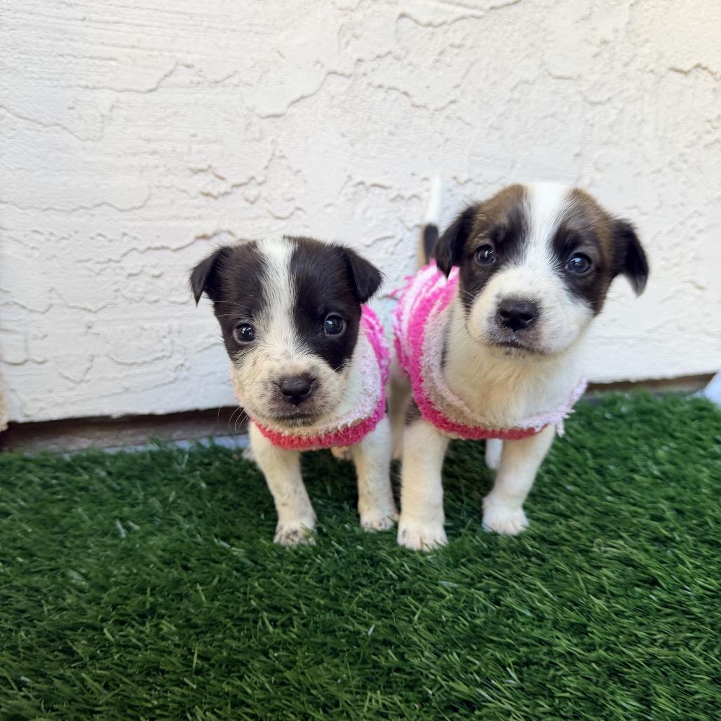 Enlarge Dancer, a Adoptable Mixed Breed in San Diego, CA image 2/6