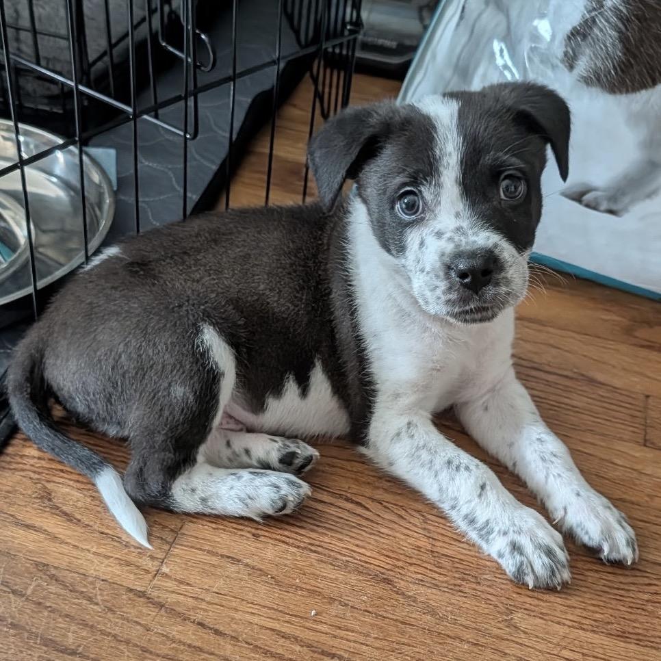 Enlarge Dancer, a Adoptable Mixed Breed in San Diego, CA image 3/6