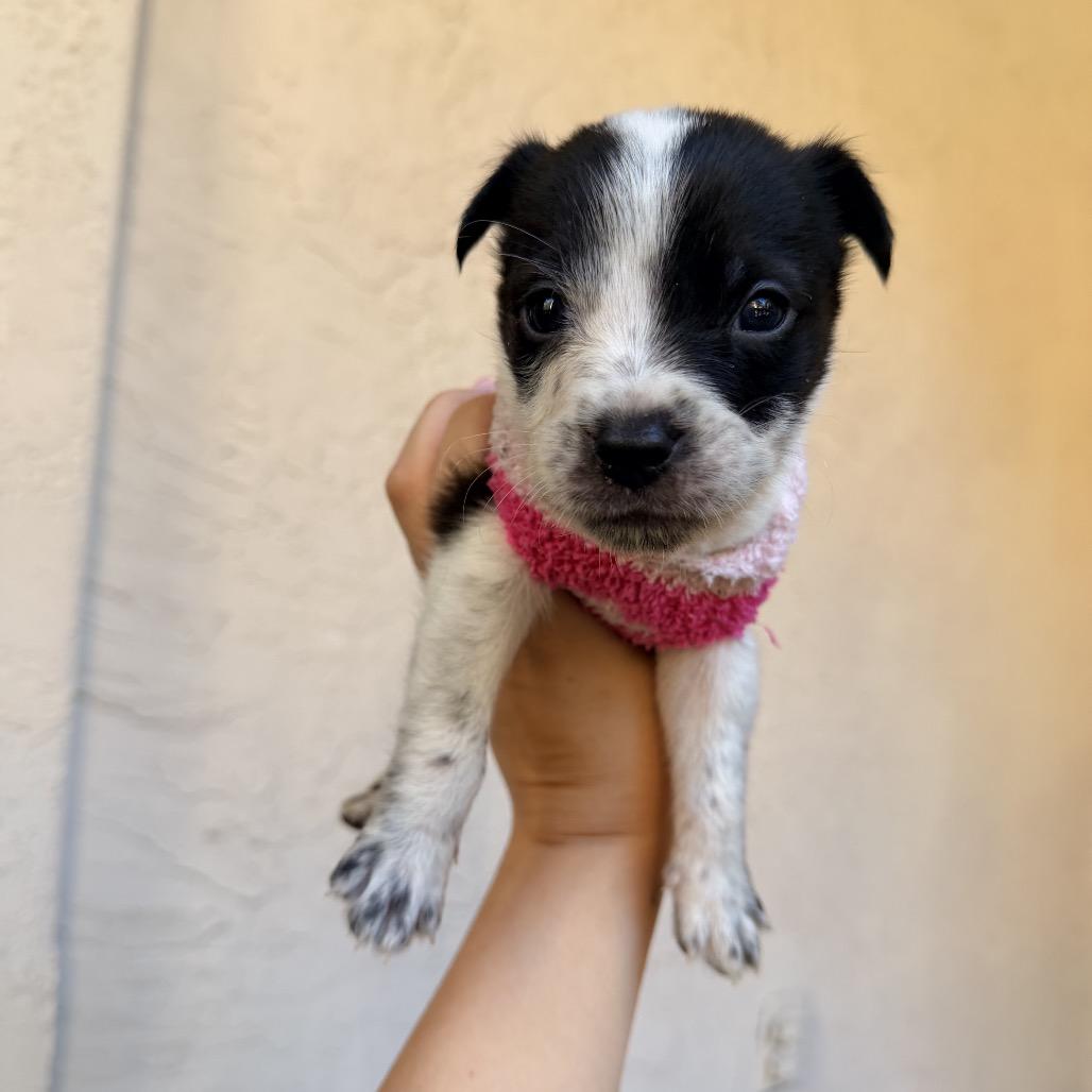 Enlarge Dancer, a Adoptable Mixed Breed in San Diego, CA image 4/6