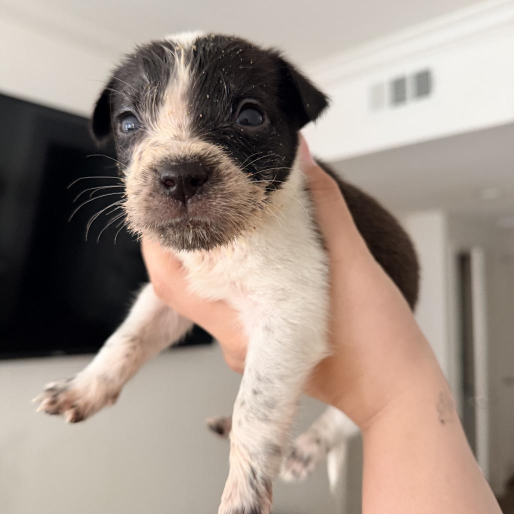 Enlarge Dancer, a Adoptable Mixed Breed in San Diego, CA image 5/6