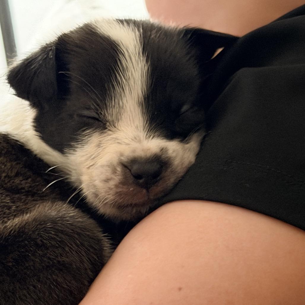 Enlarge Dancer, a Adoptable Mixed Breed in San Diego, CA image 6/6