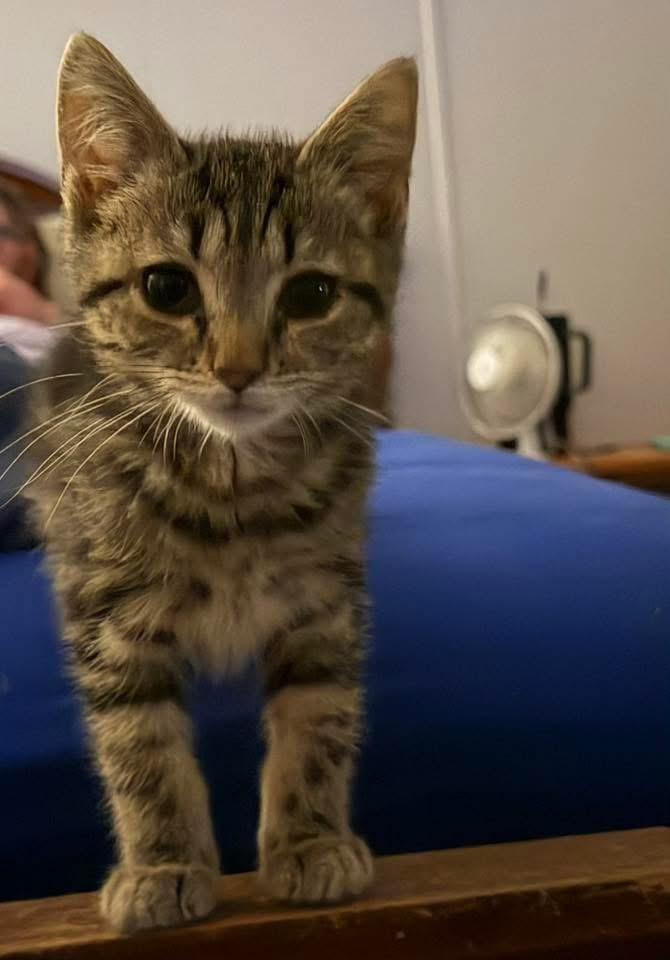 Enlarge Peppa Pig, a ADOPTABLE Domestic Short Hair in Muncie, IN image 1/1