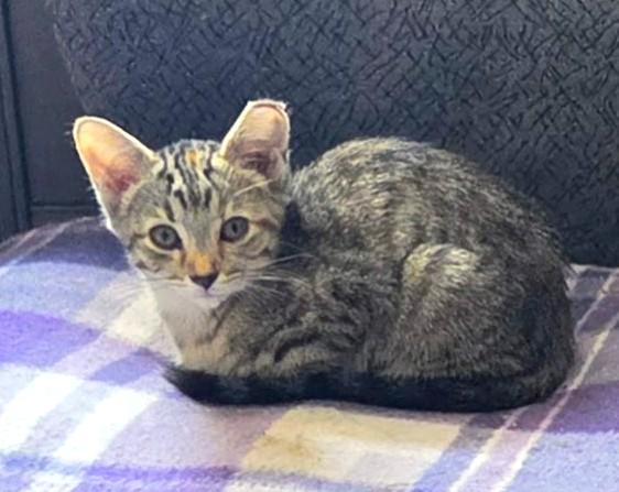 Enlarge Jem, a Adoptable Tabby in New Albany, OH image 3/6